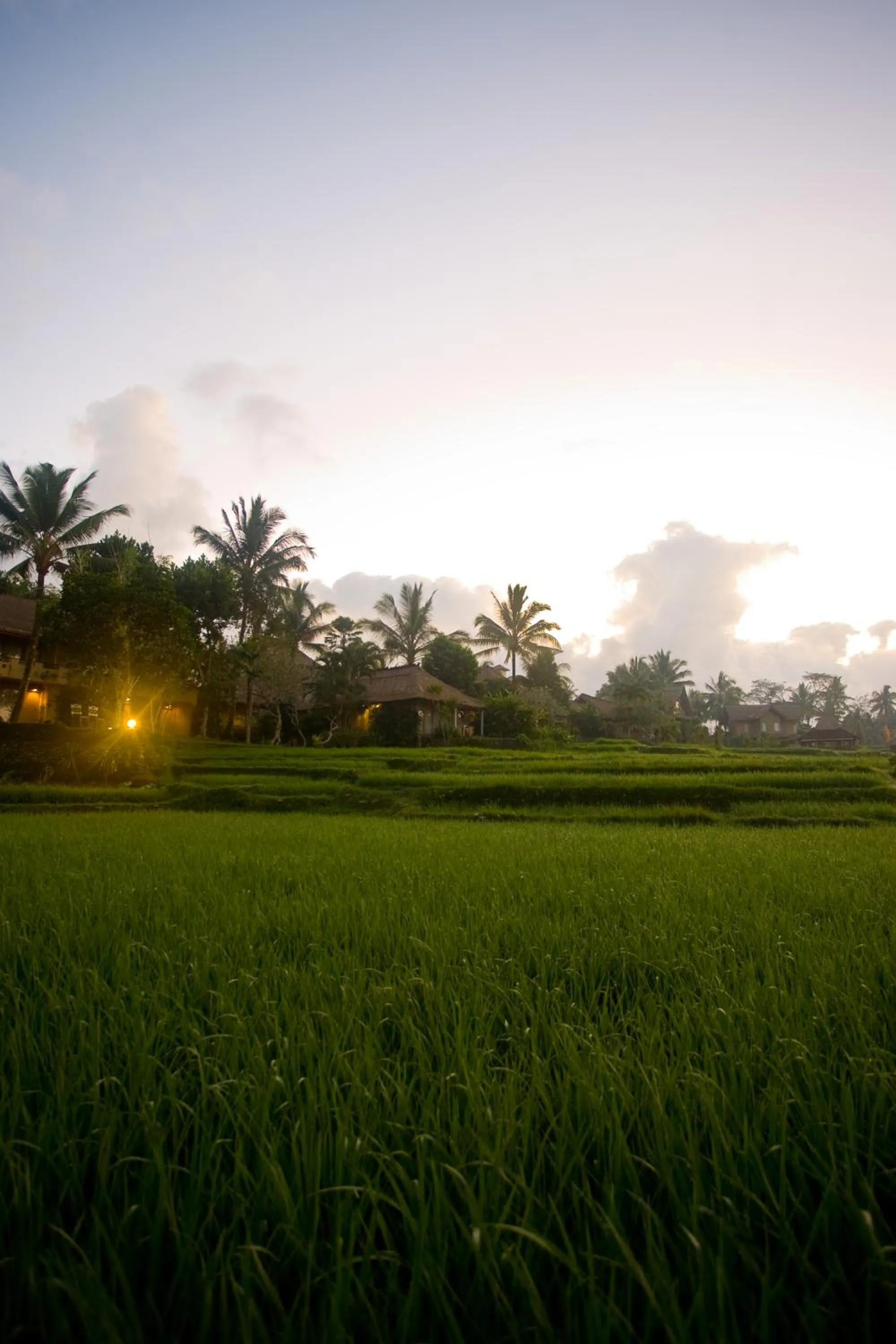 Natural landscape in Wapa di Ume Ubud