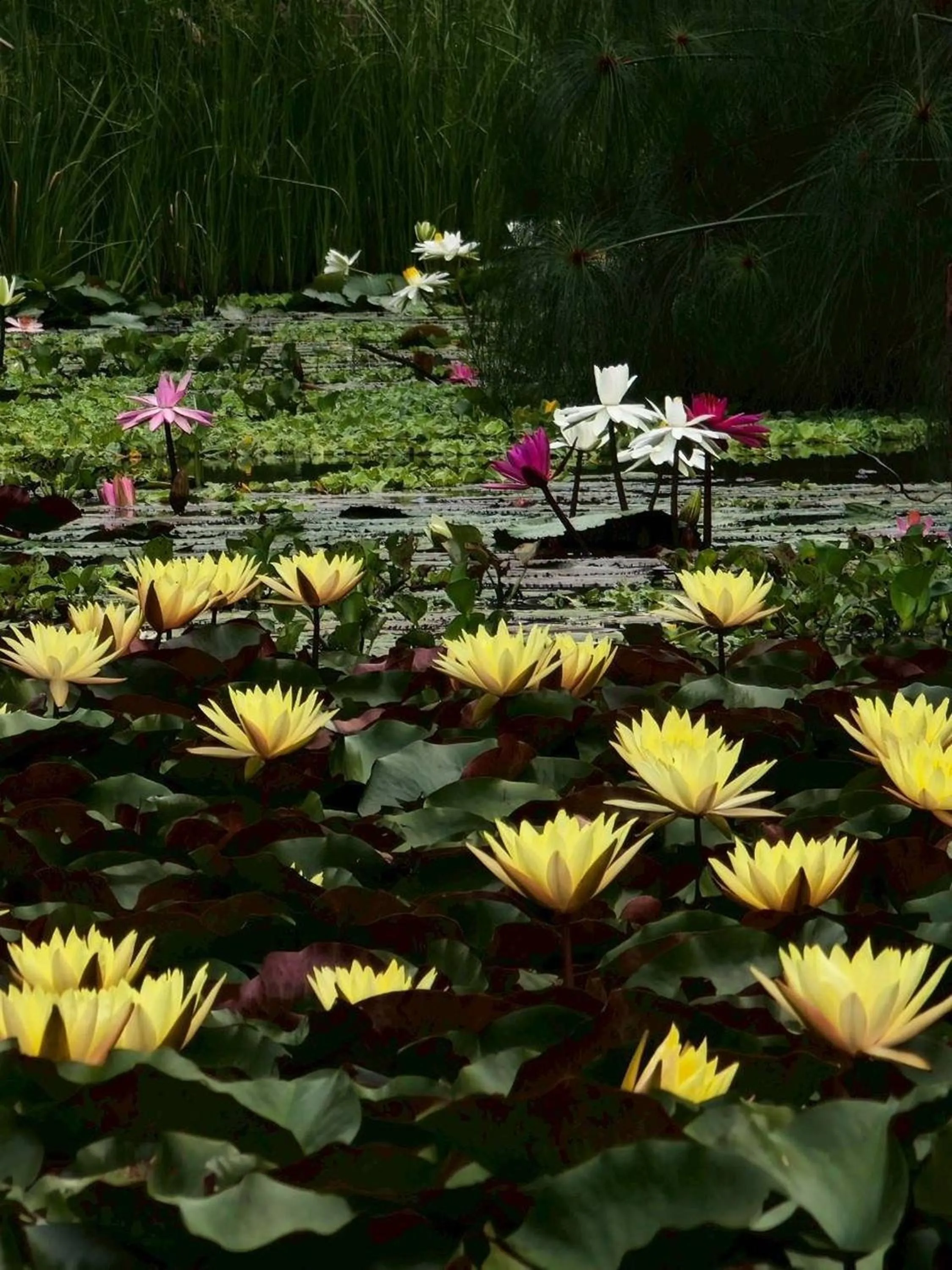 Garden view in Saikaew Resort