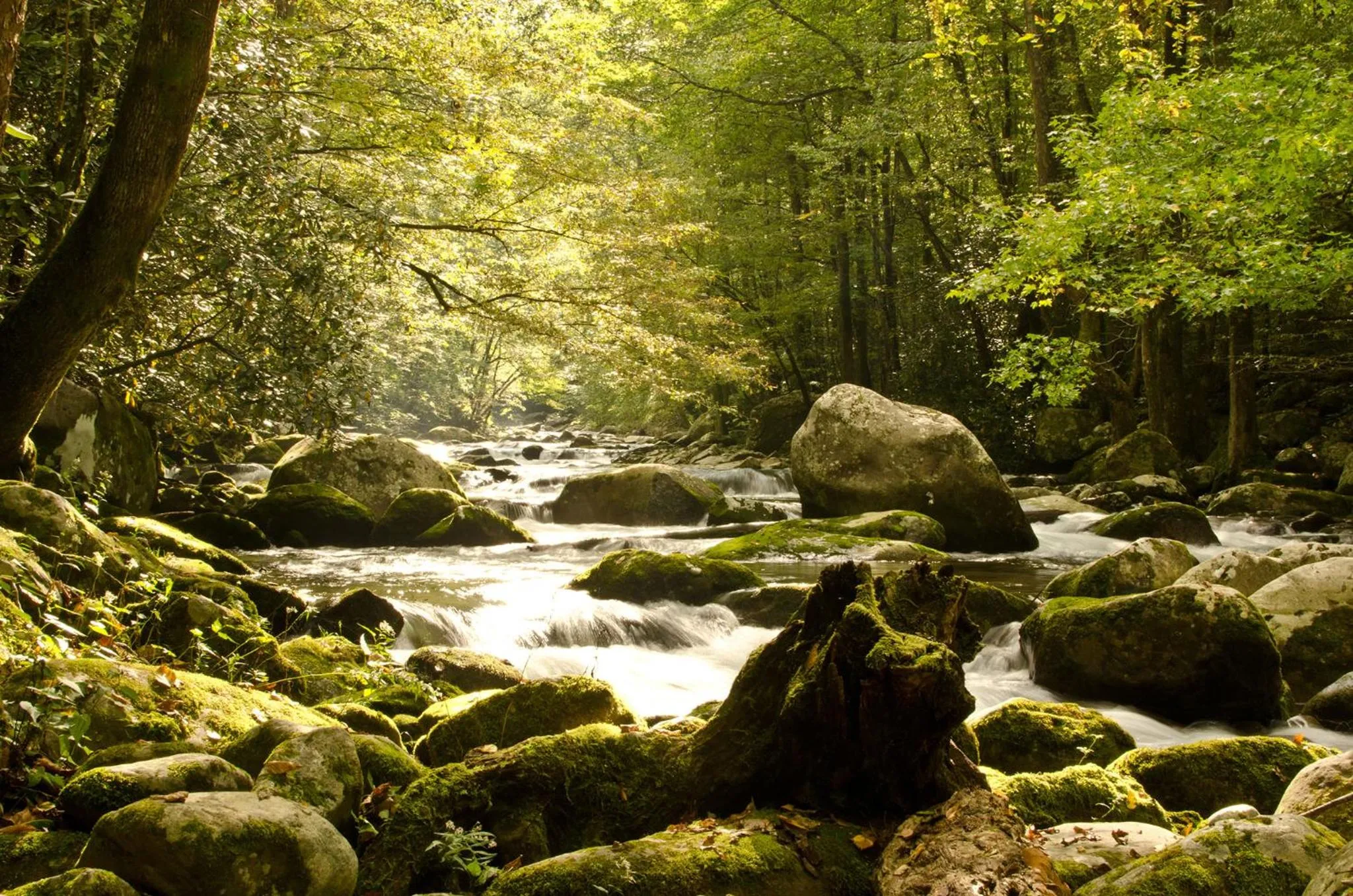 Property building in Woodland Escape