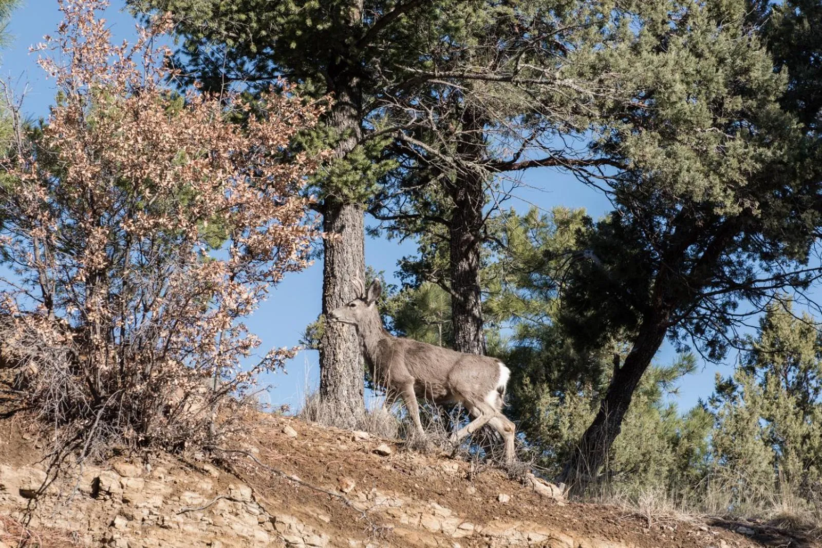Property building in Panther Lodge