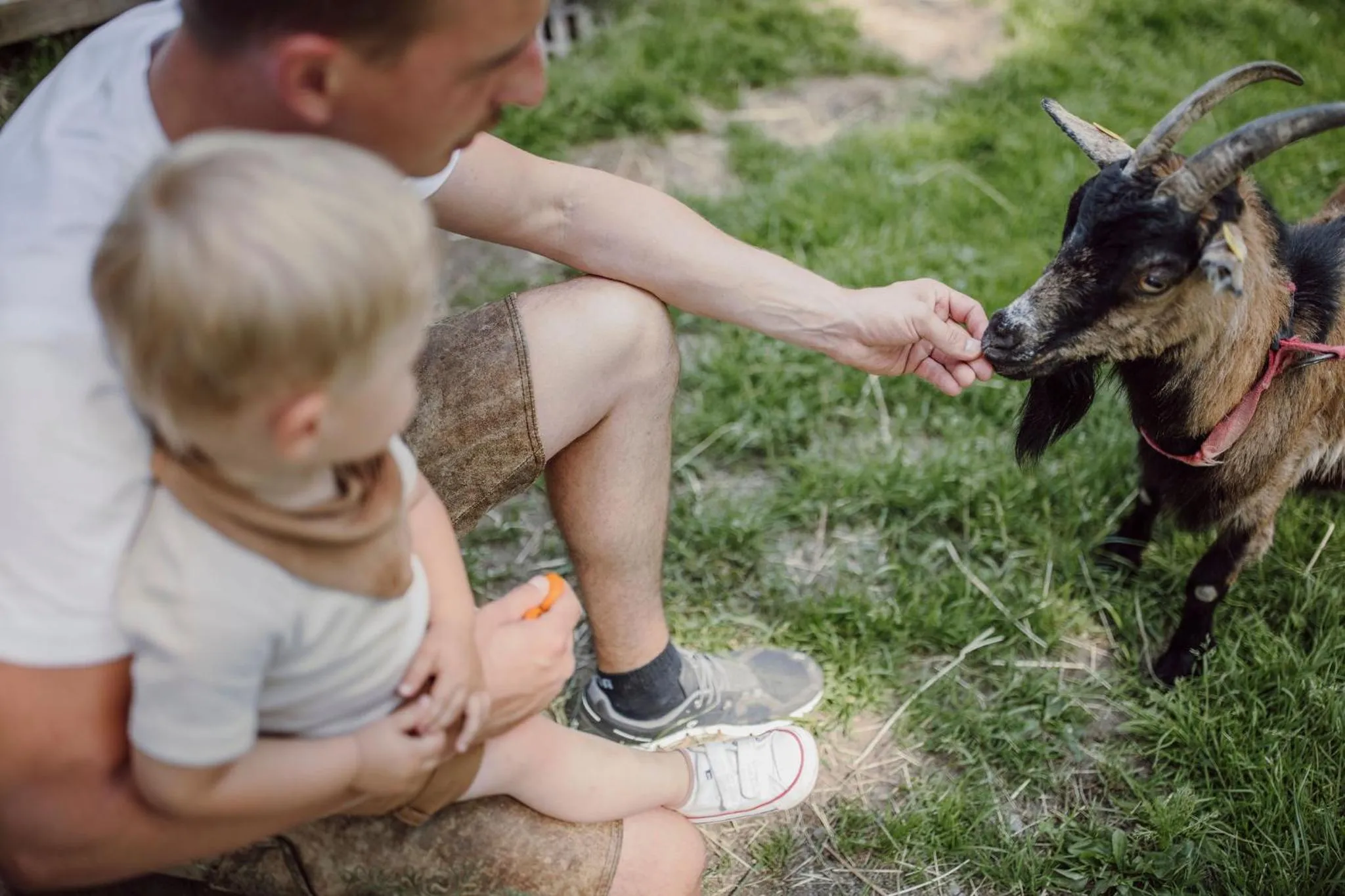 Animals in Lerchs Landhotel