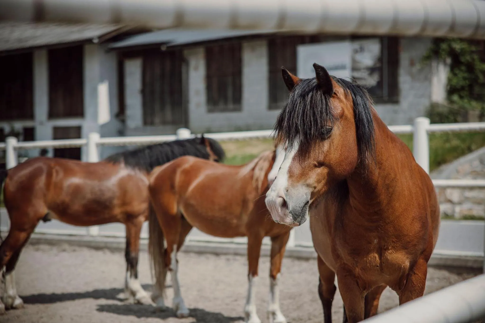 Animals in Lerchs Landhotel