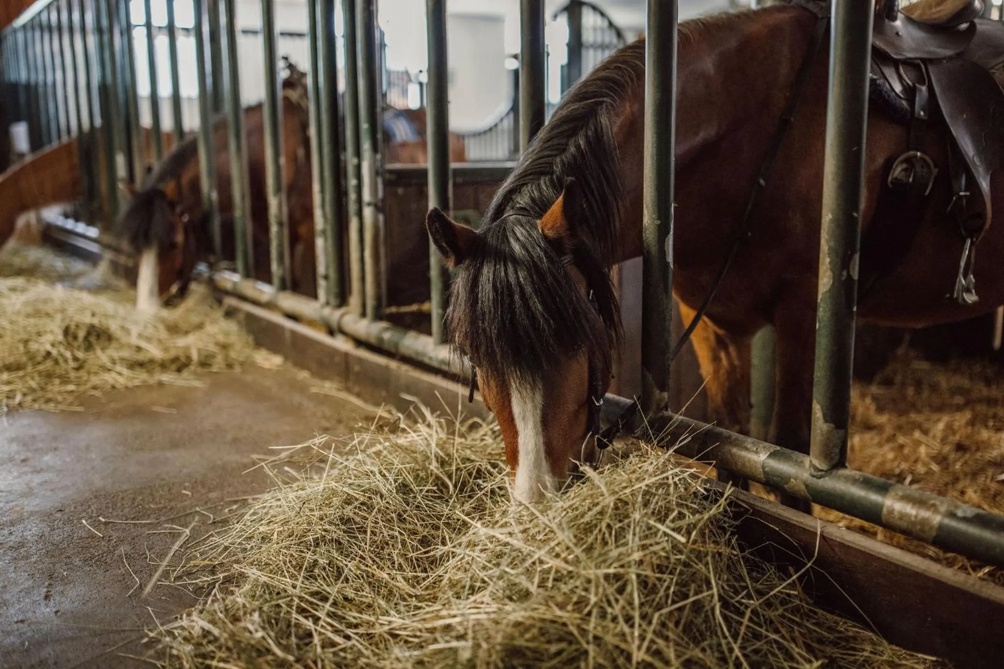 Animals in Lerchs Landhotel