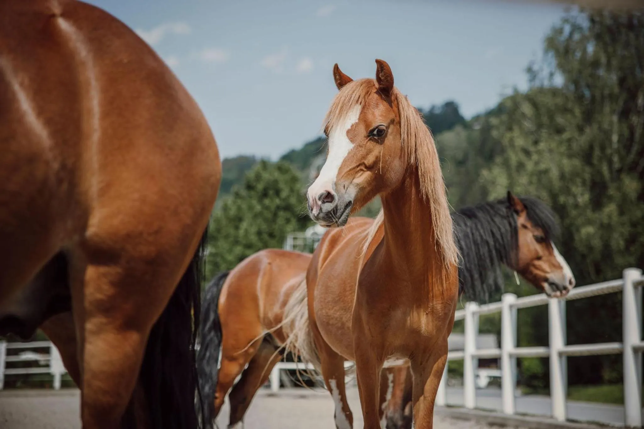 Animals in Lerchs Landhotel