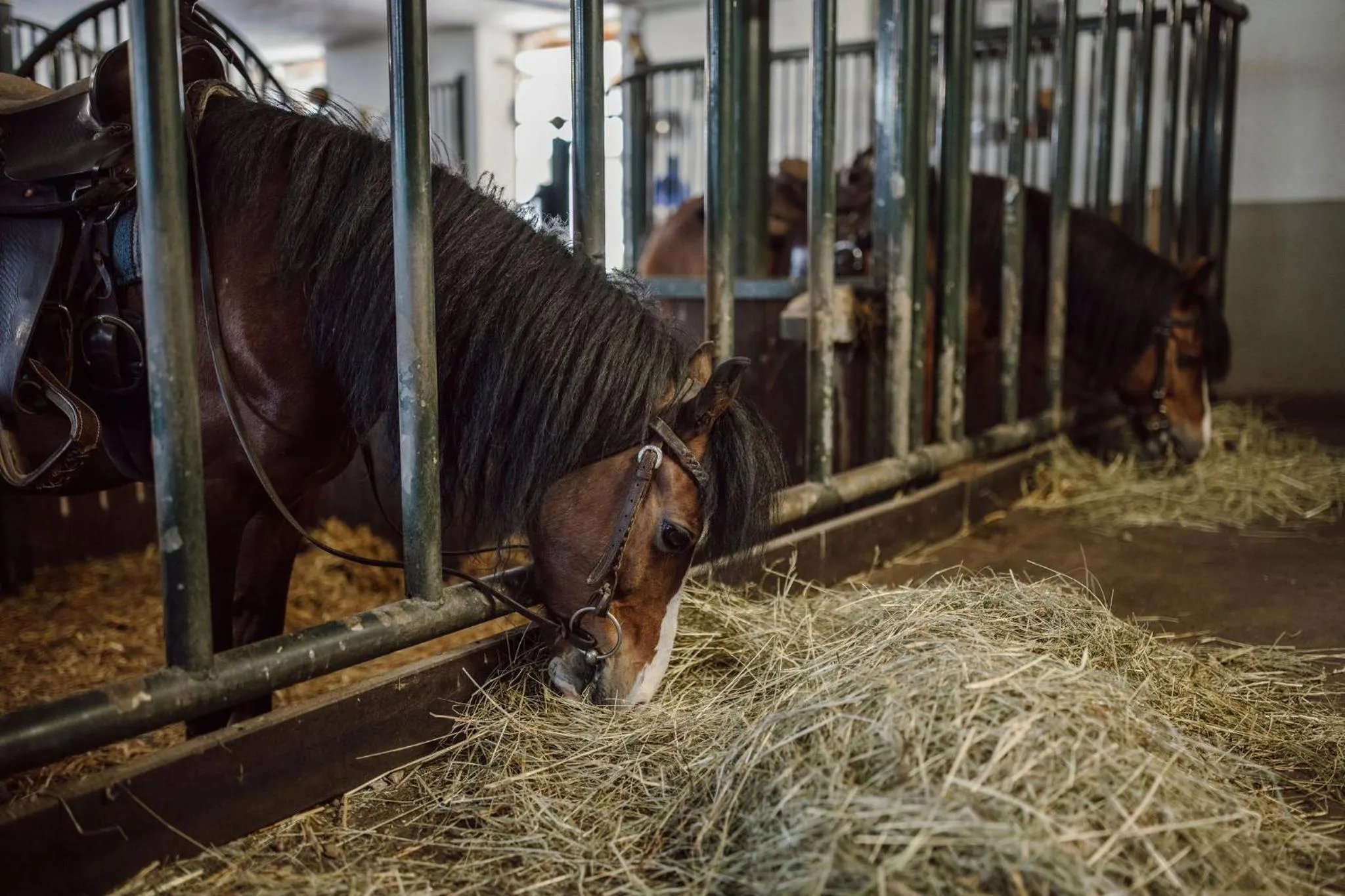 Animals in Lerchs Landhotel