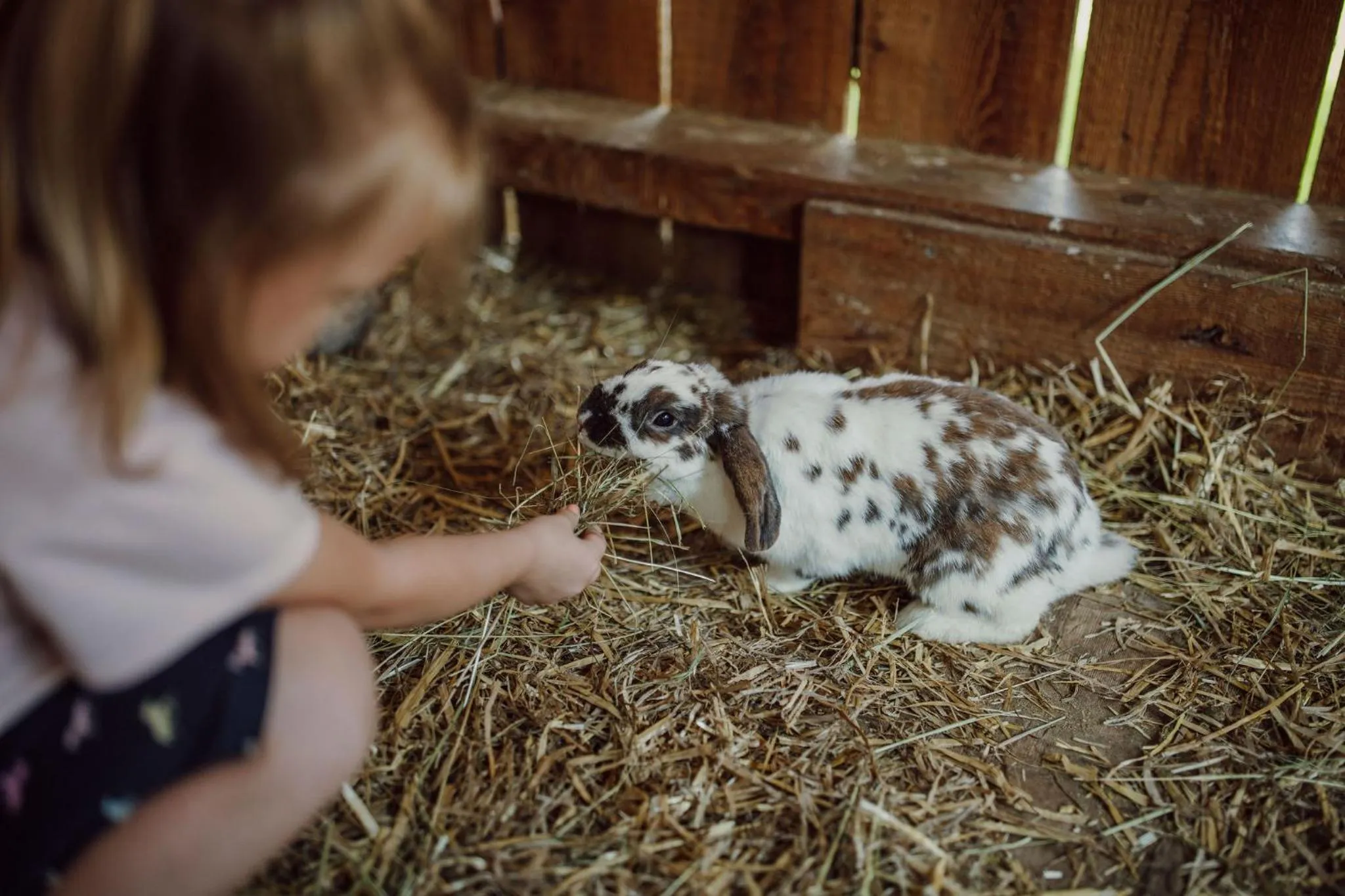 Animals in Lerchs Landhotel