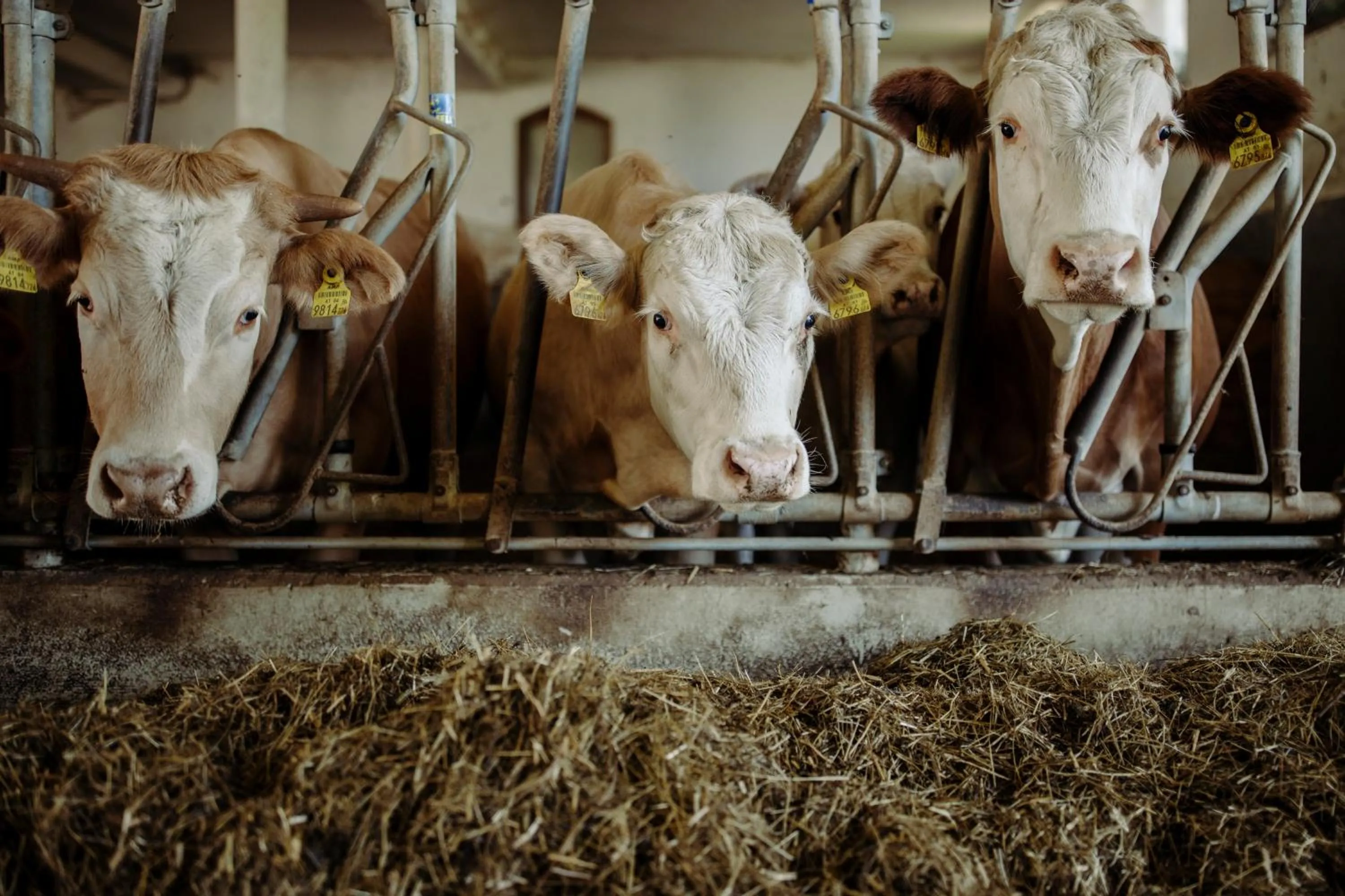 Animals in Lerchs Landhotel