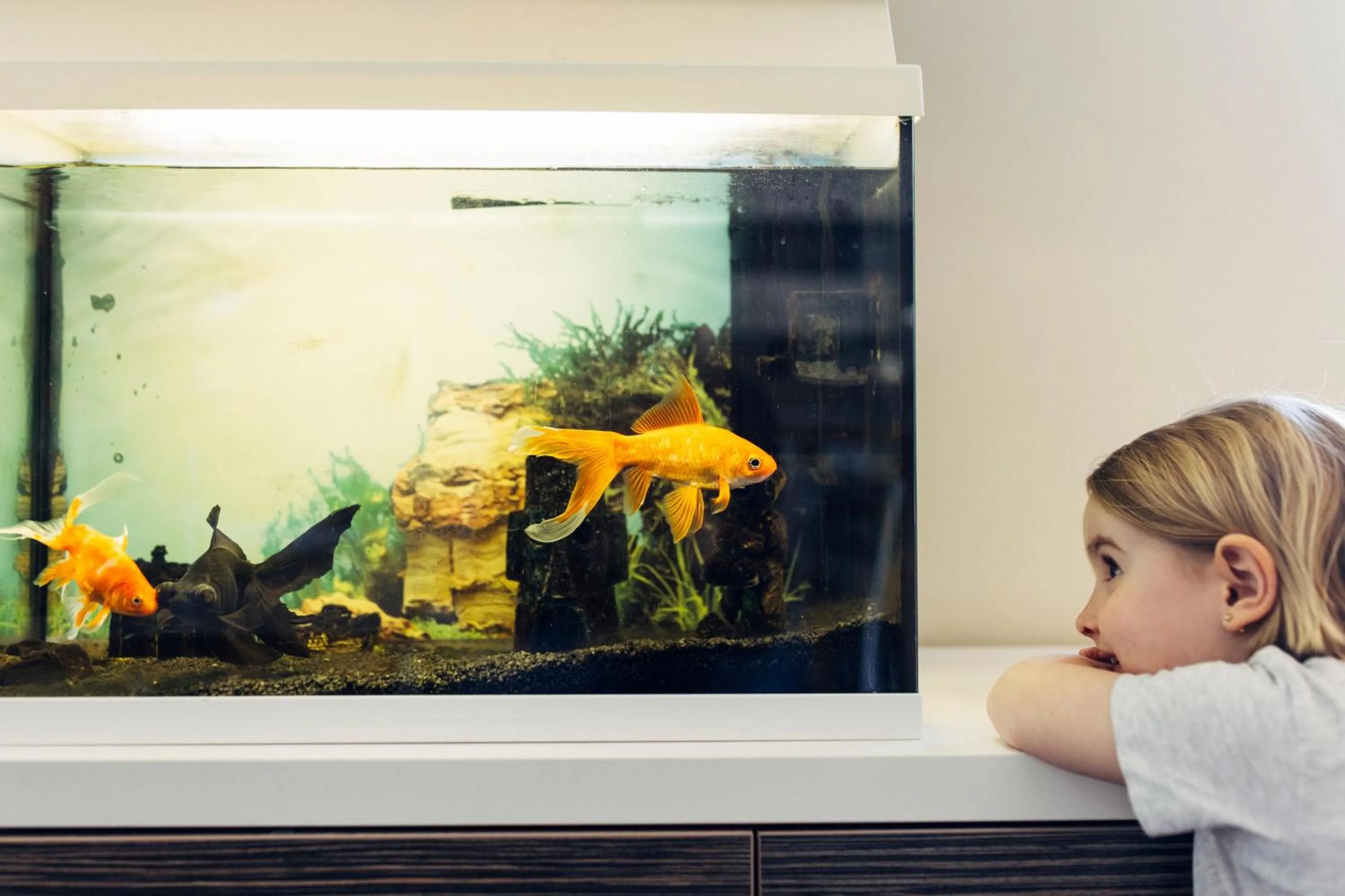 children in harry's home Linz-Urfahr hotel & apartments