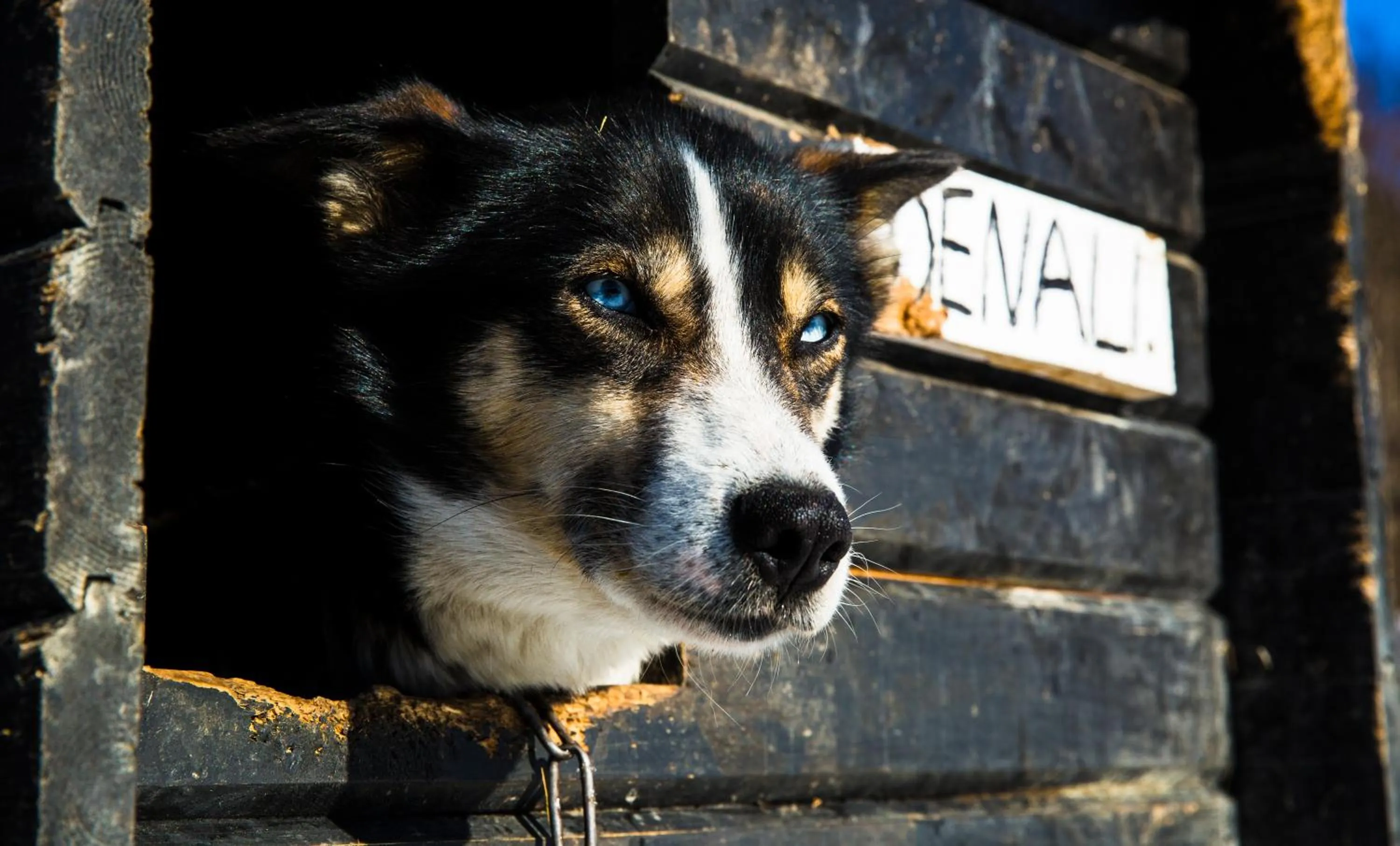 Pets in Gargia Lodge