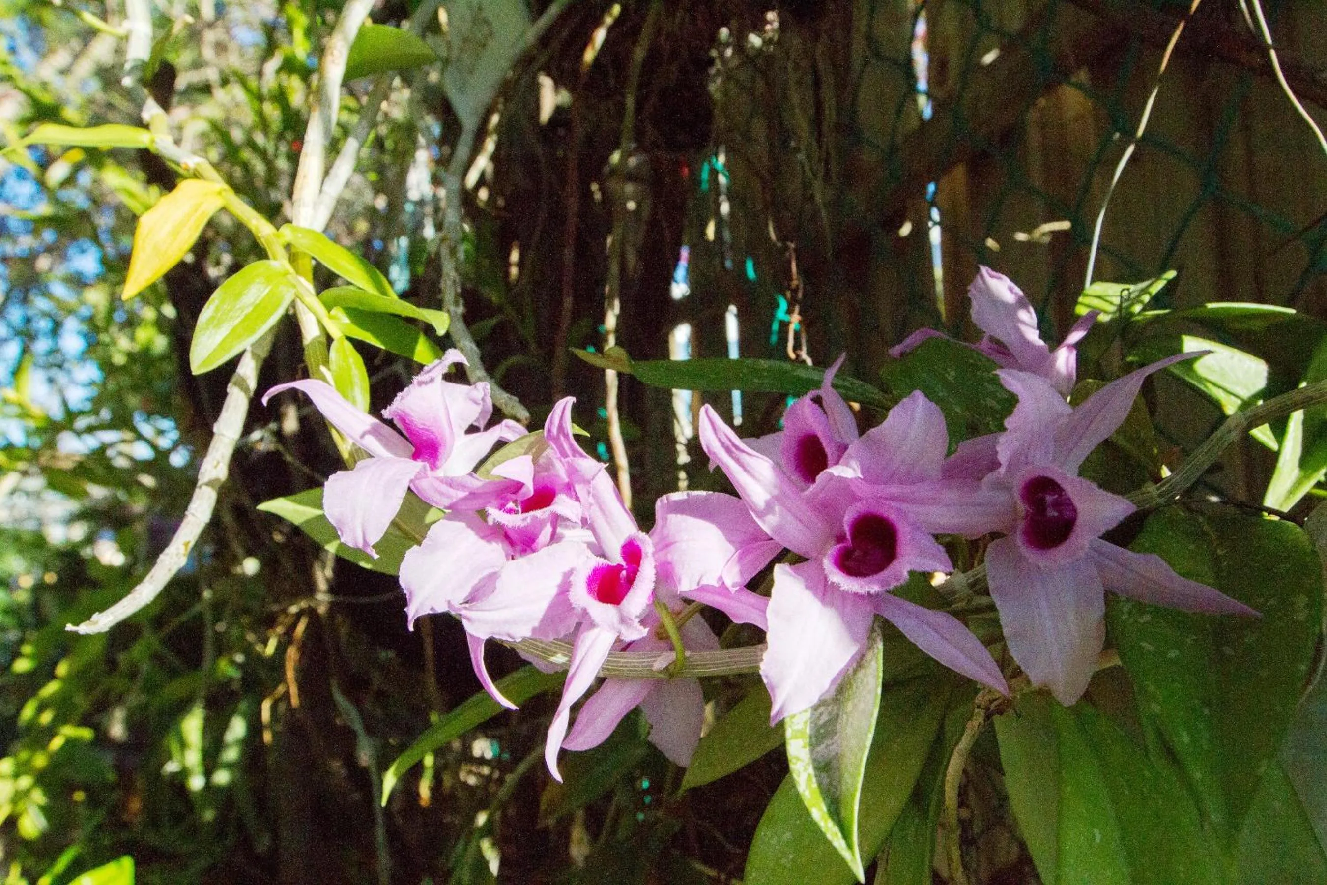 Spring in La Jamaca - An Island Vibe Hotel