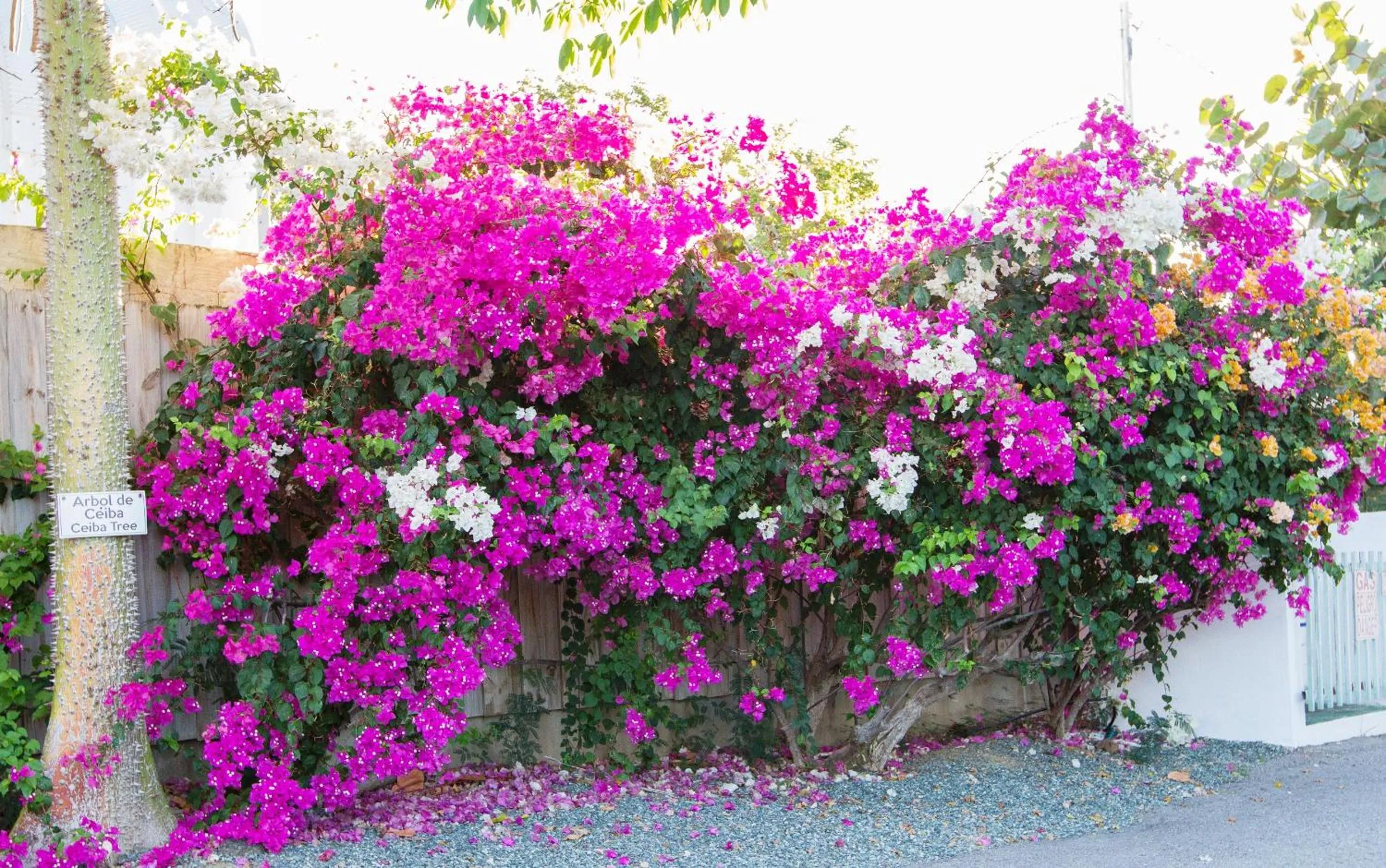 Spring in La Jamaca - An Island Vibe Hotel