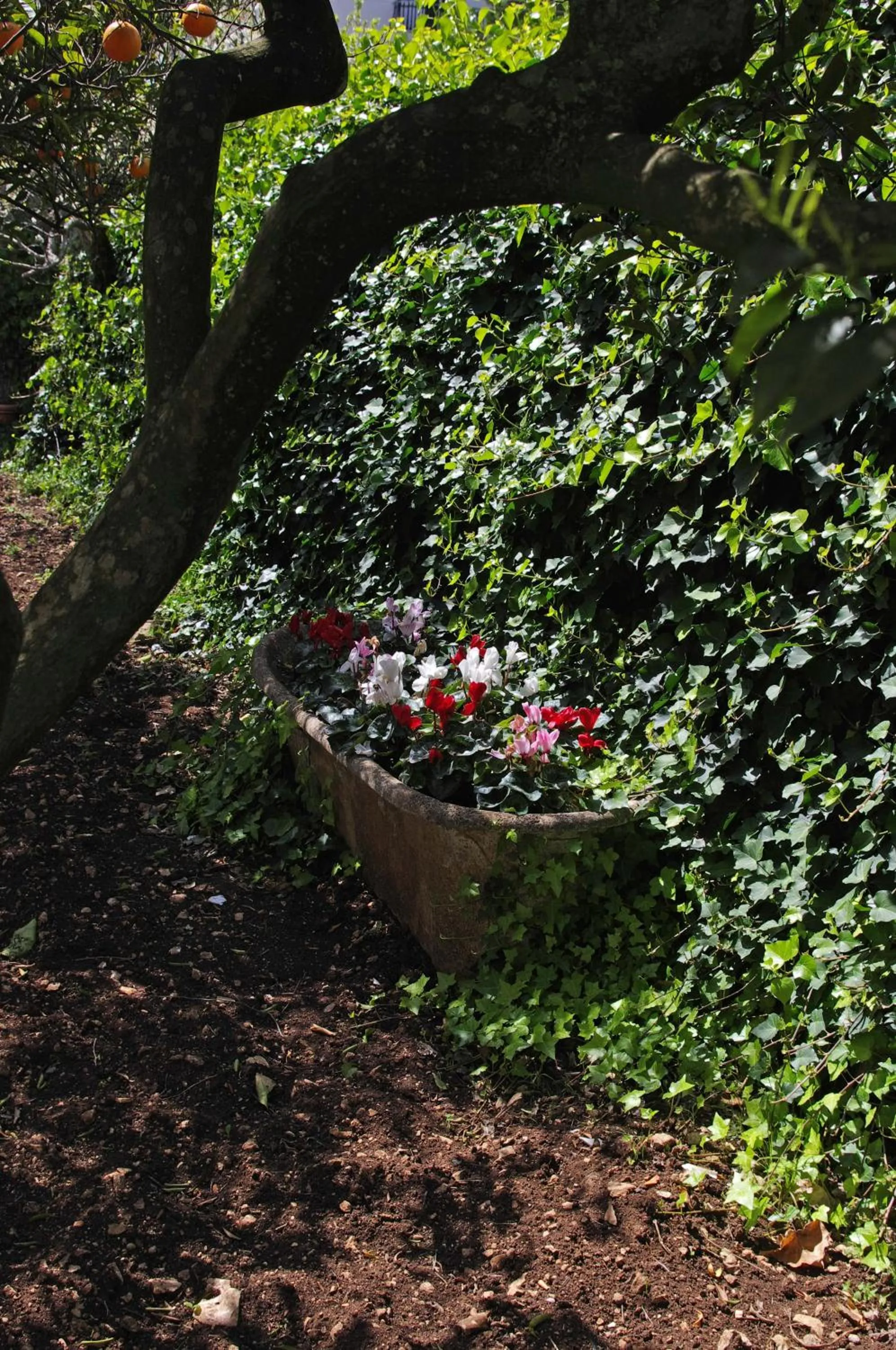 Garden in La Piccola Locanda