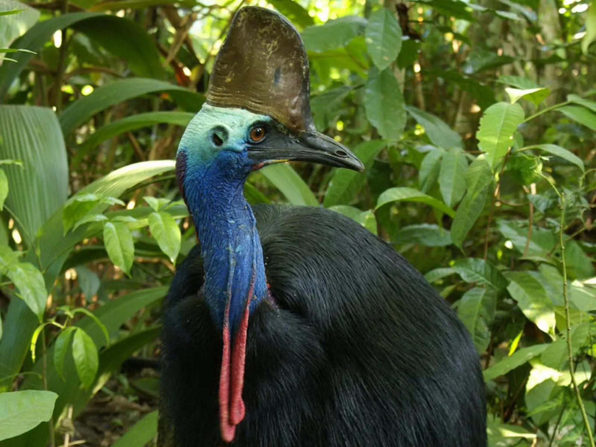Animals in Apollo Jewel Beachfront Apartments