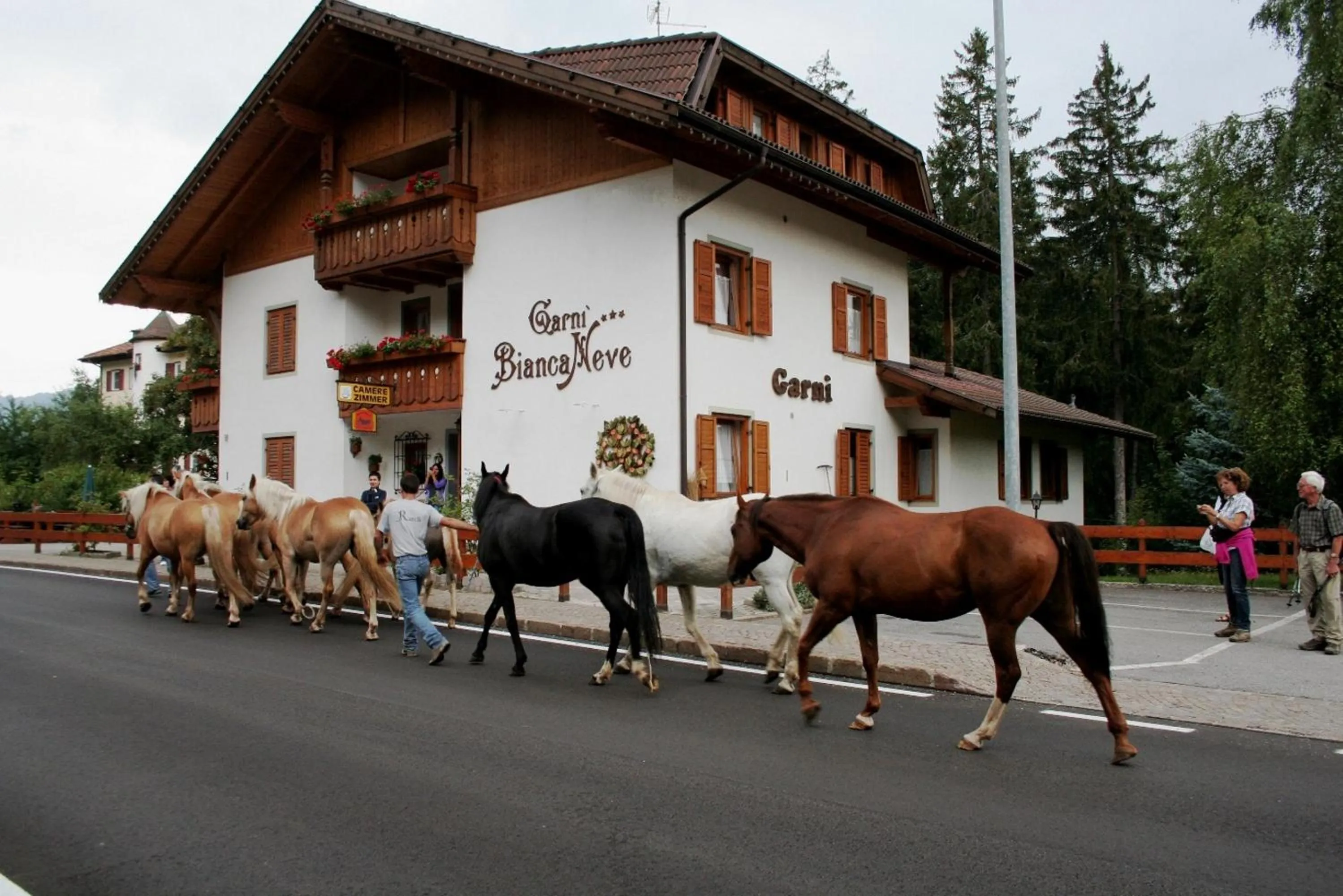 Pets in Garni Biancaneve Ruffrè-Mendola