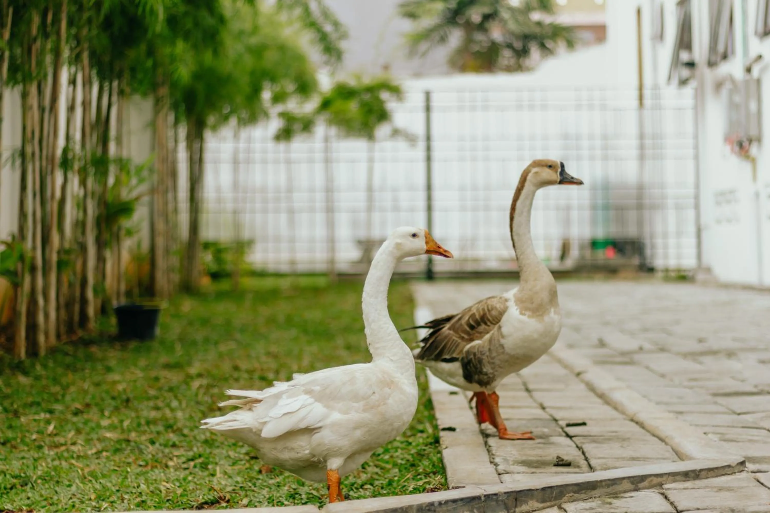 Animals in Urbanest Inn House Slipi