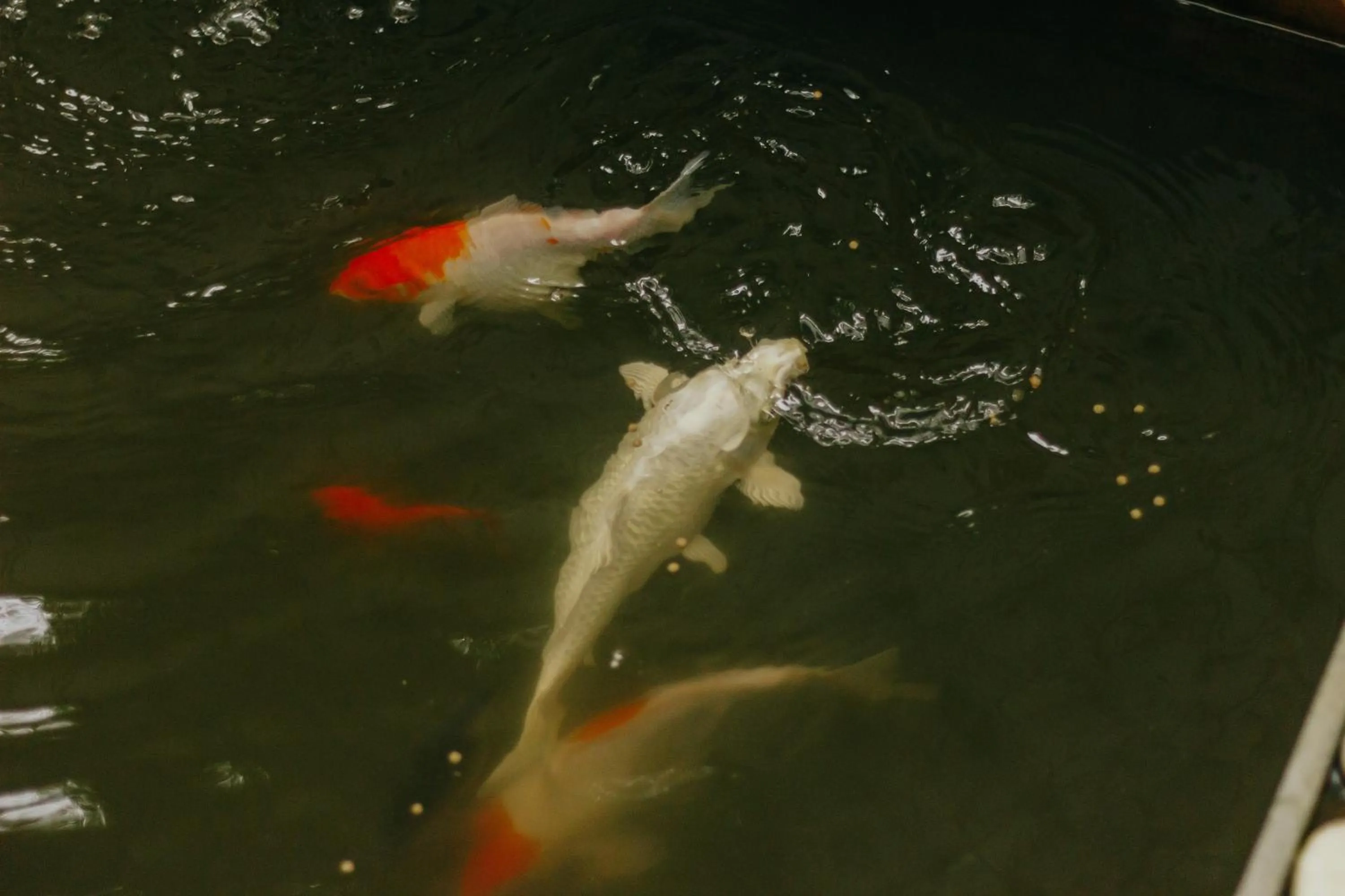 Animals in Urbanest Inn House Slipi