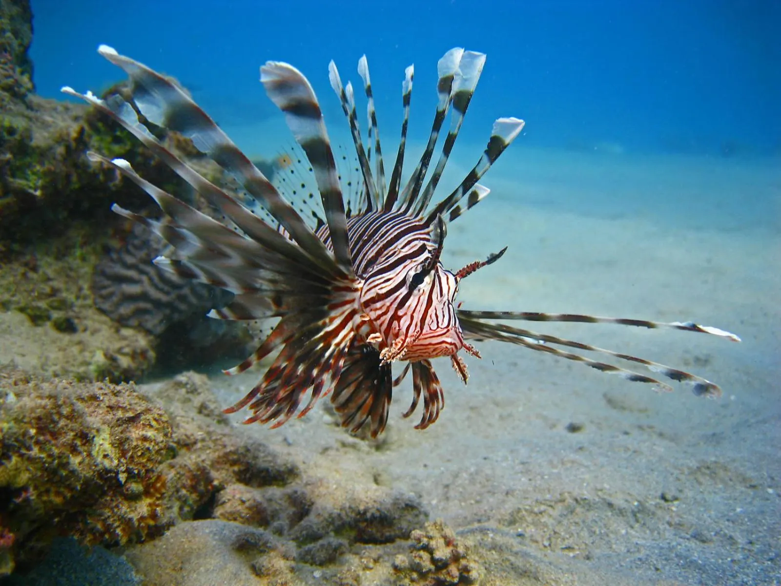 Animals in Oonas Dive Club