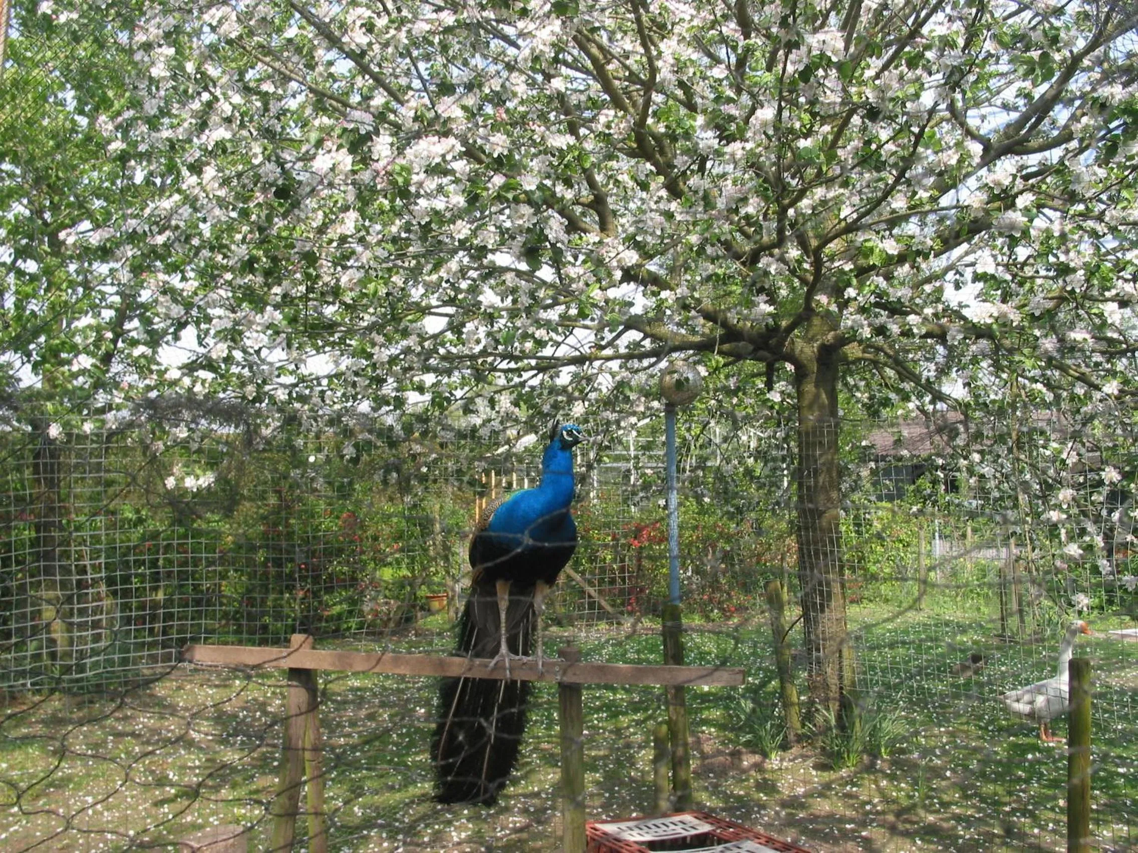 Garden in De Hoge Peel