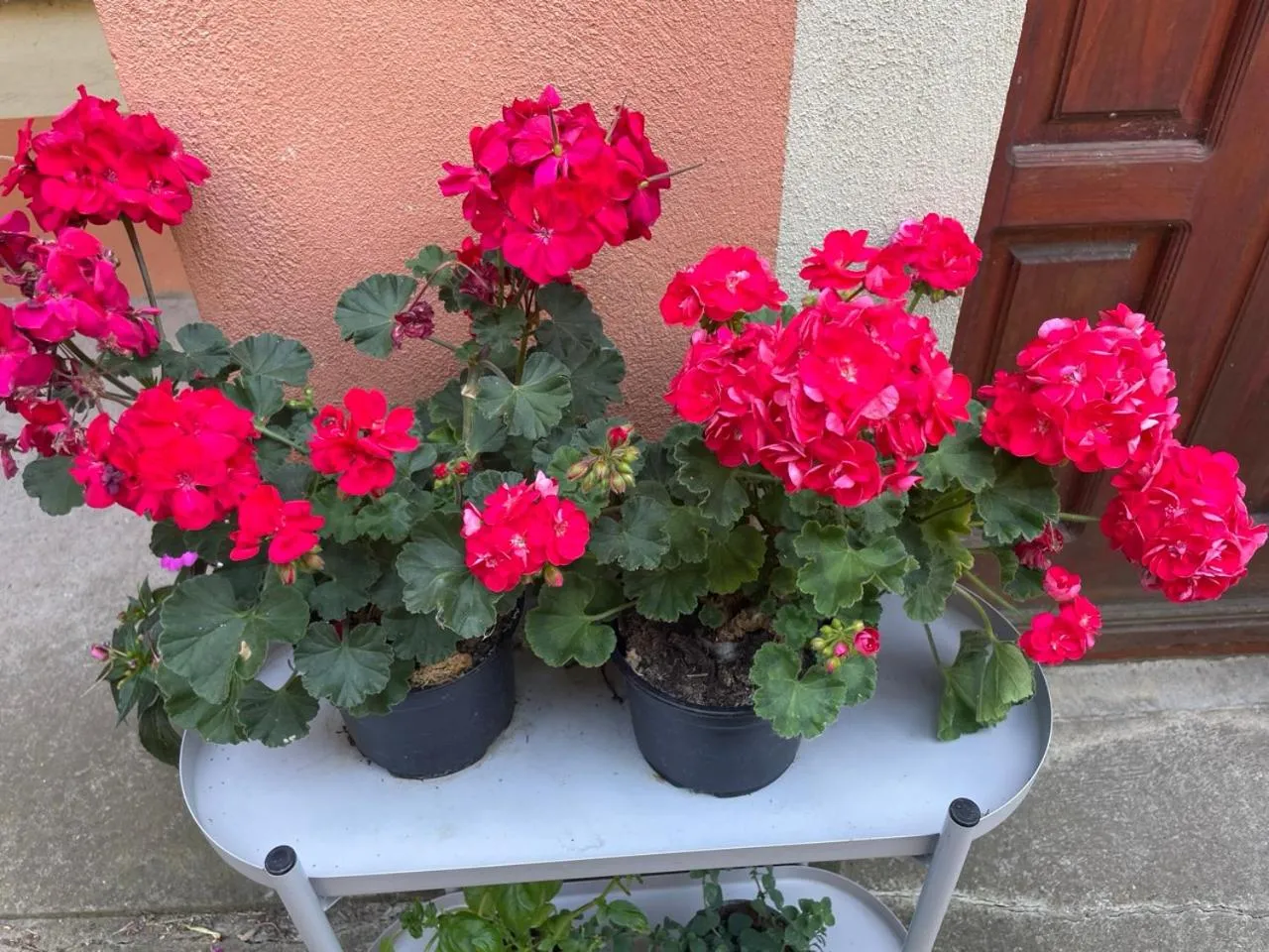 Garden in Budapest Garden Hostel - Age limit 39