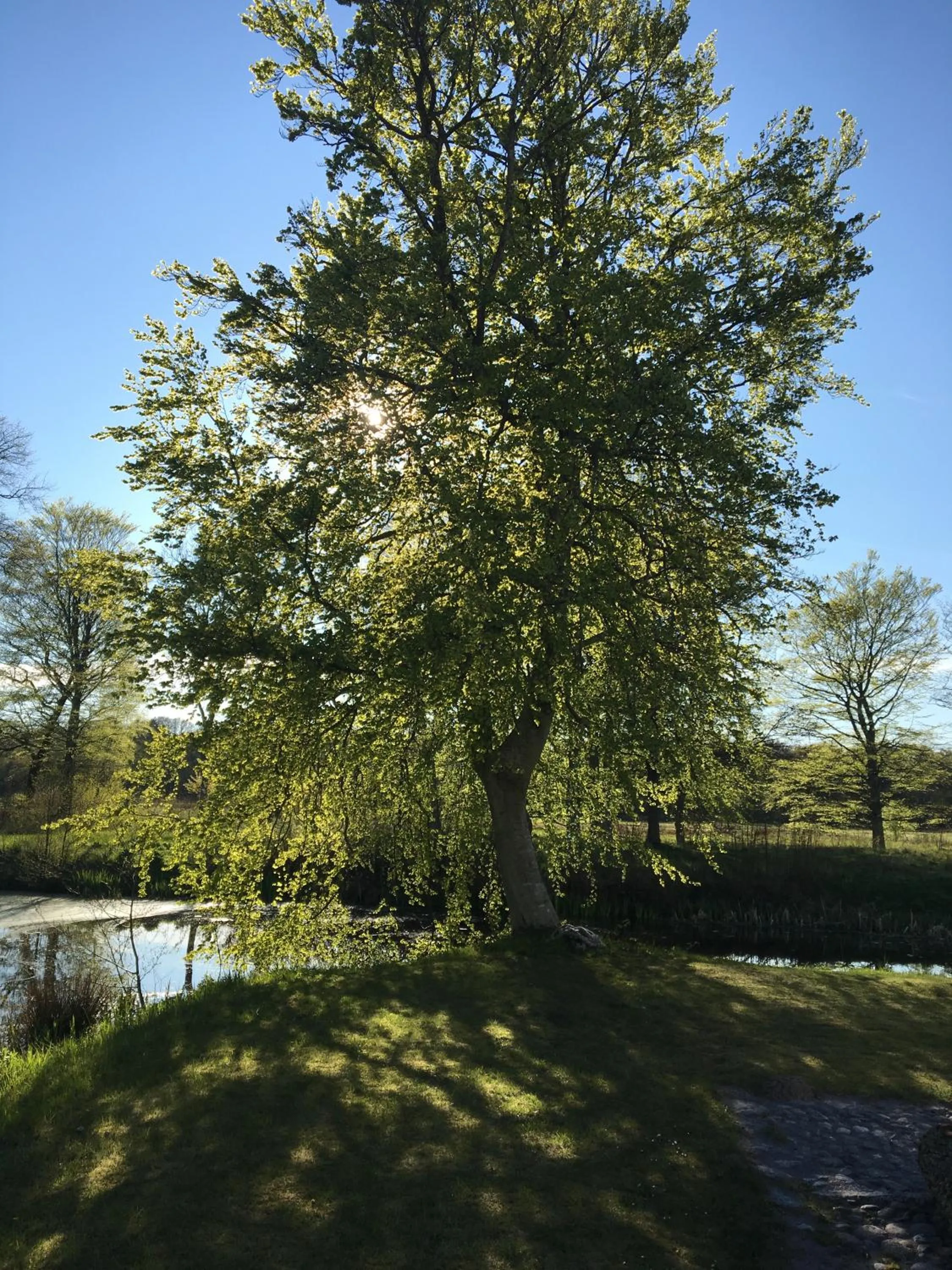 Living room in Lerbæk Hovedgaard