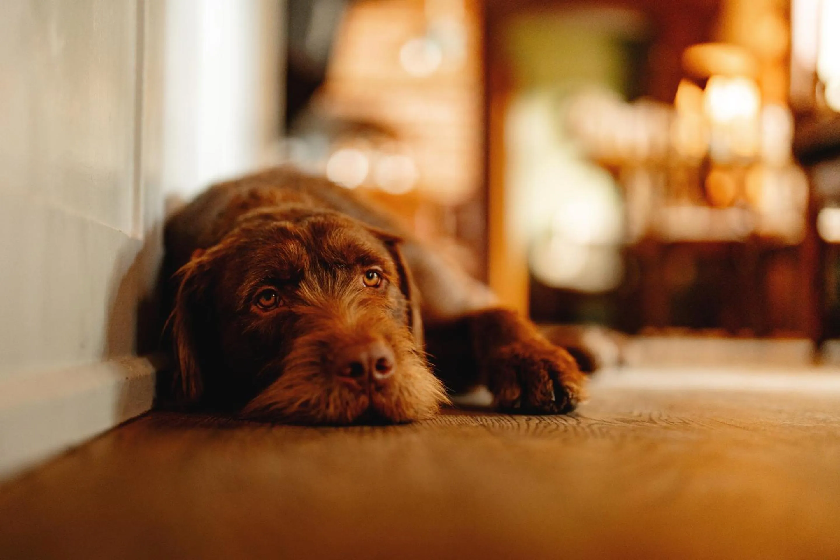Lounge or bar in Wheatacre White Lion