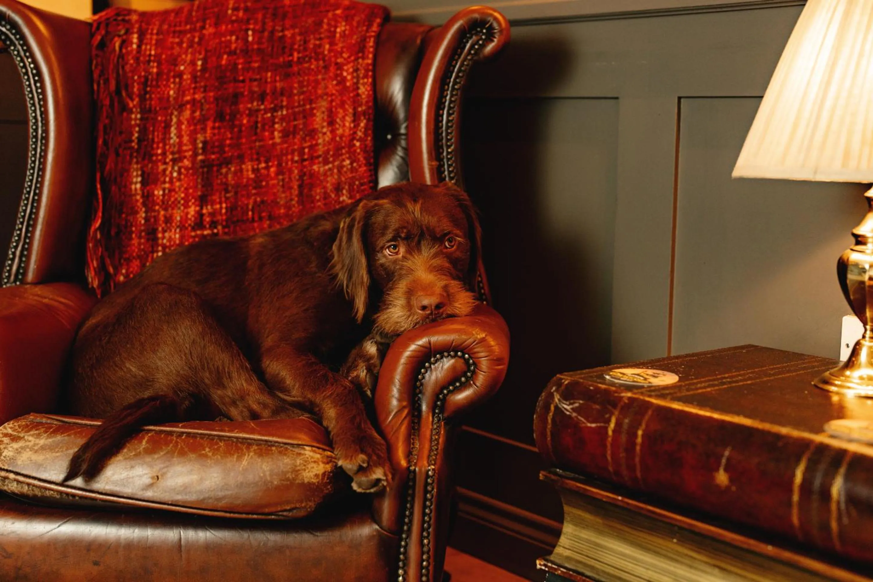 Lounge or bar in Wheatacre White Lion