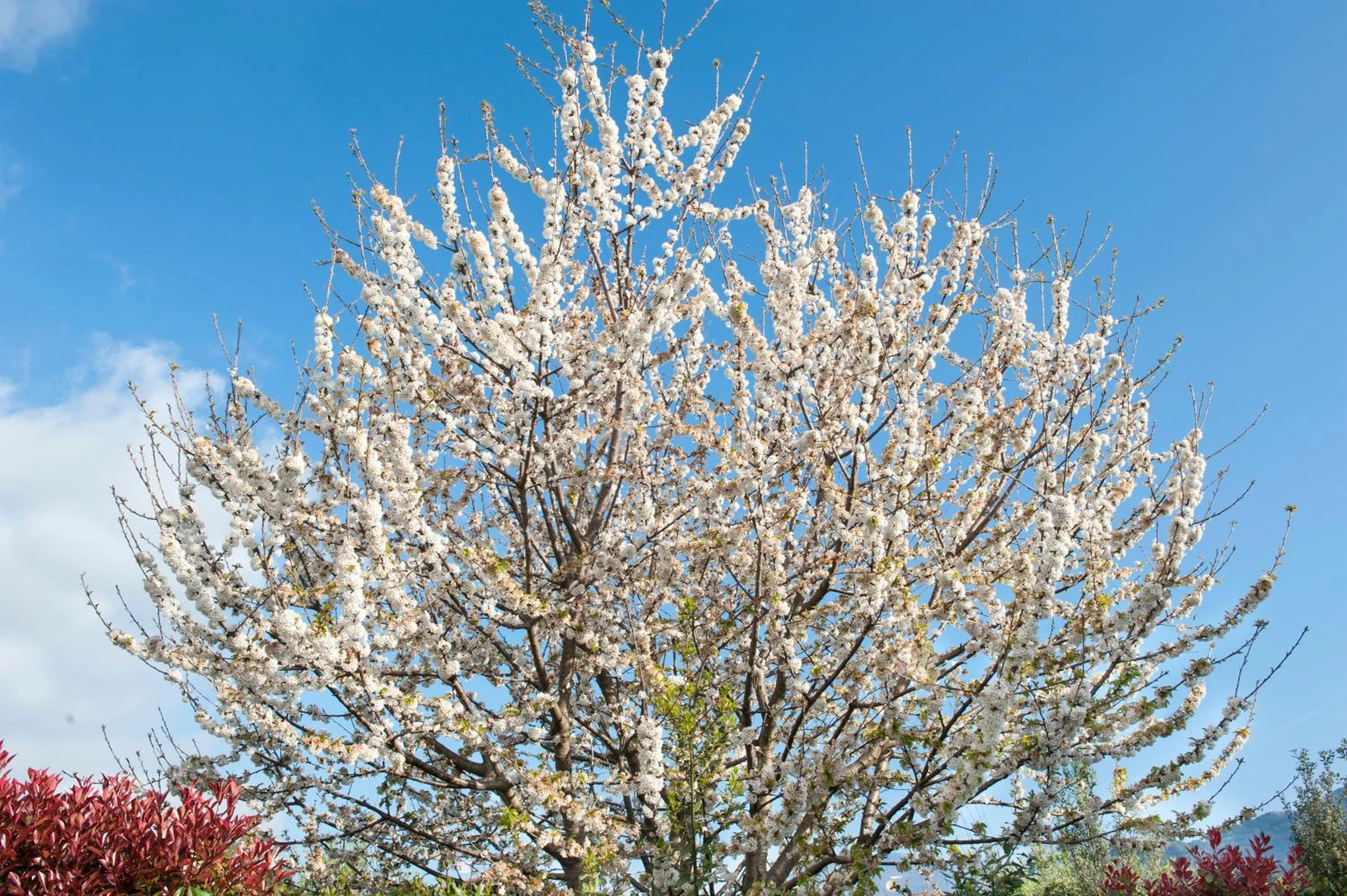 Area and facilities in B&B Alle Tre Rose