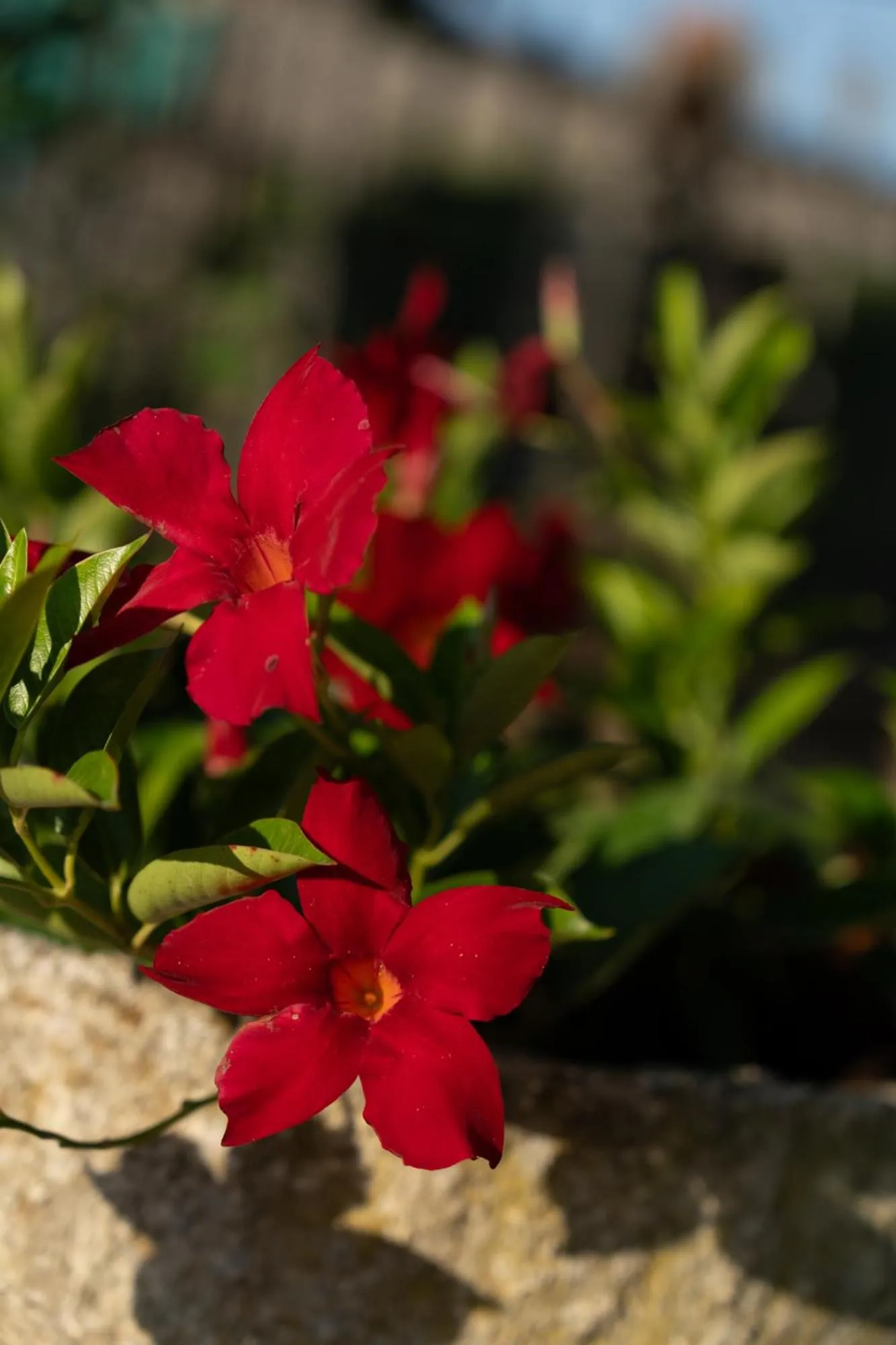 Garden in Cappannelle Country House Tuscany