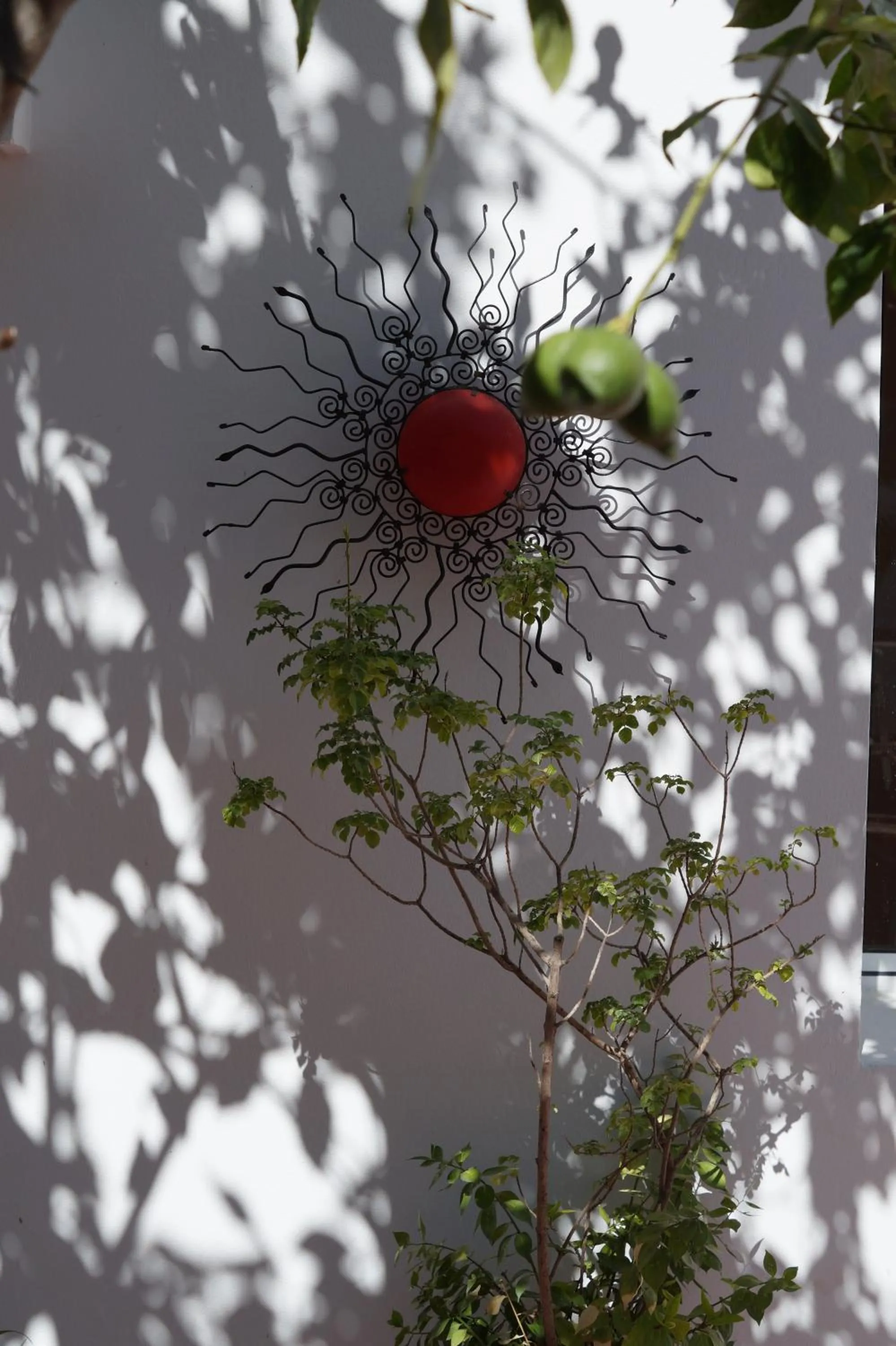 Garden in Dar Omar Khayam