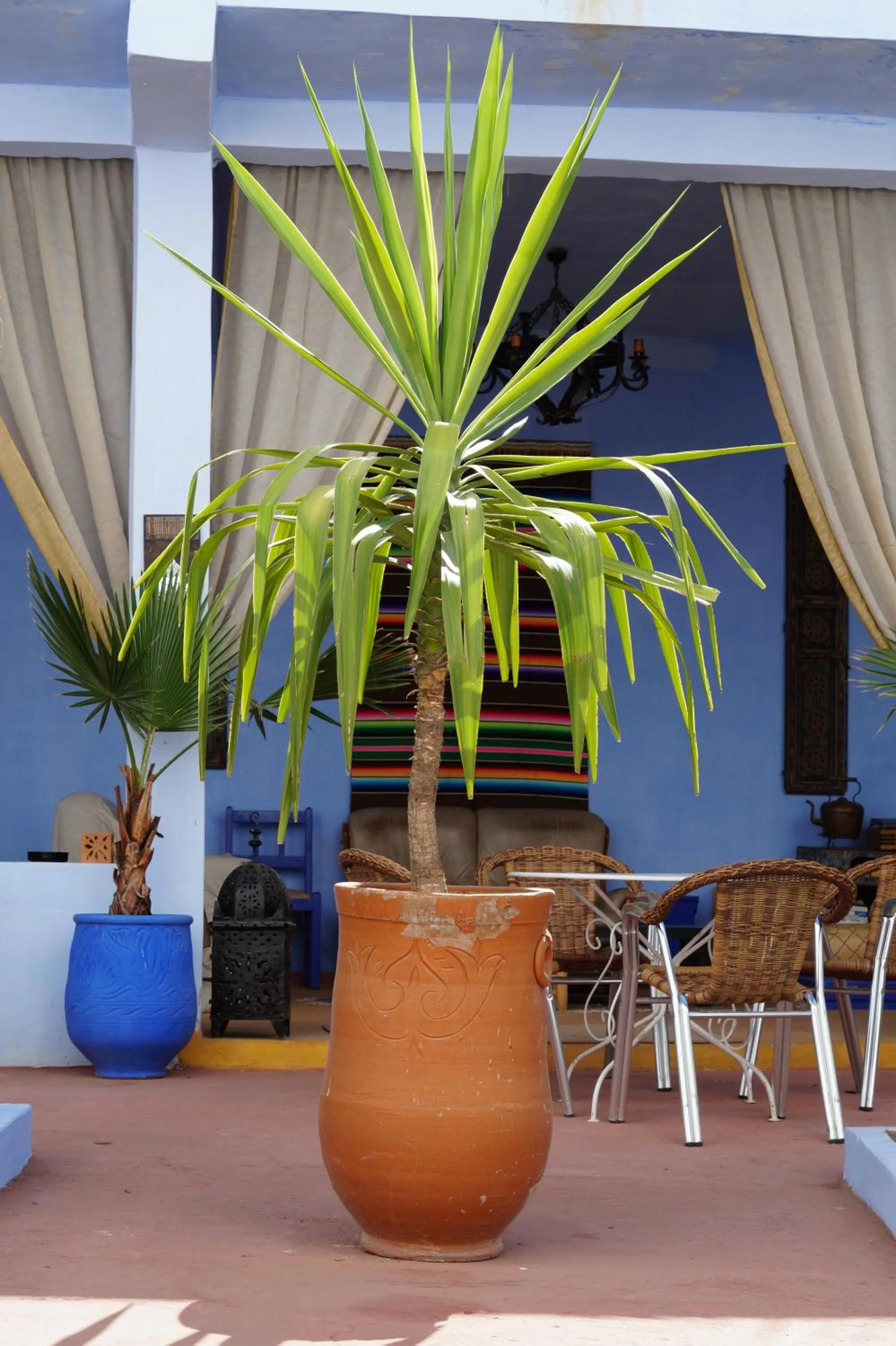 Garden in Dar Omar Khayam