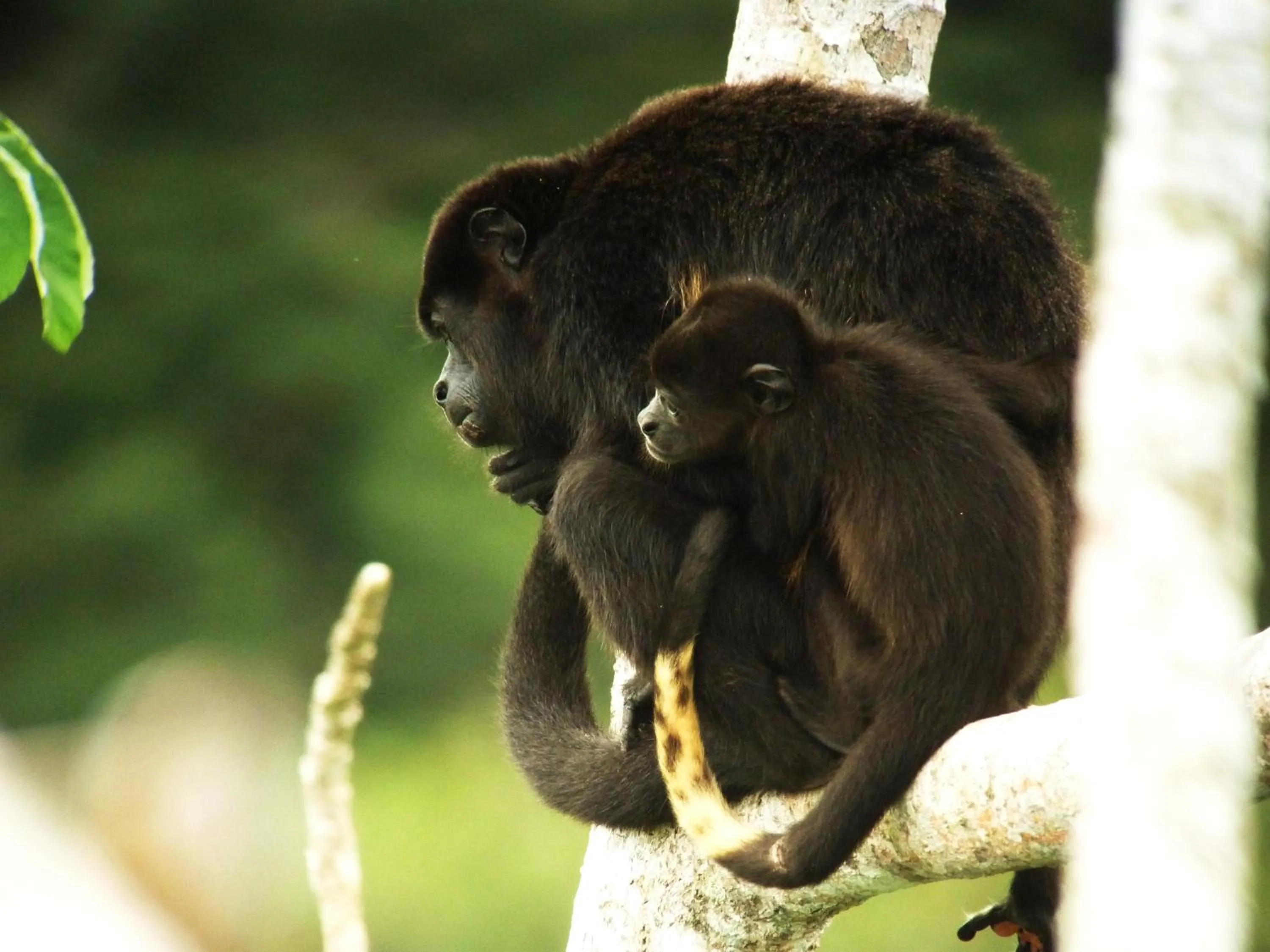 Area and facilities in Gamboa Rainforest Reserve