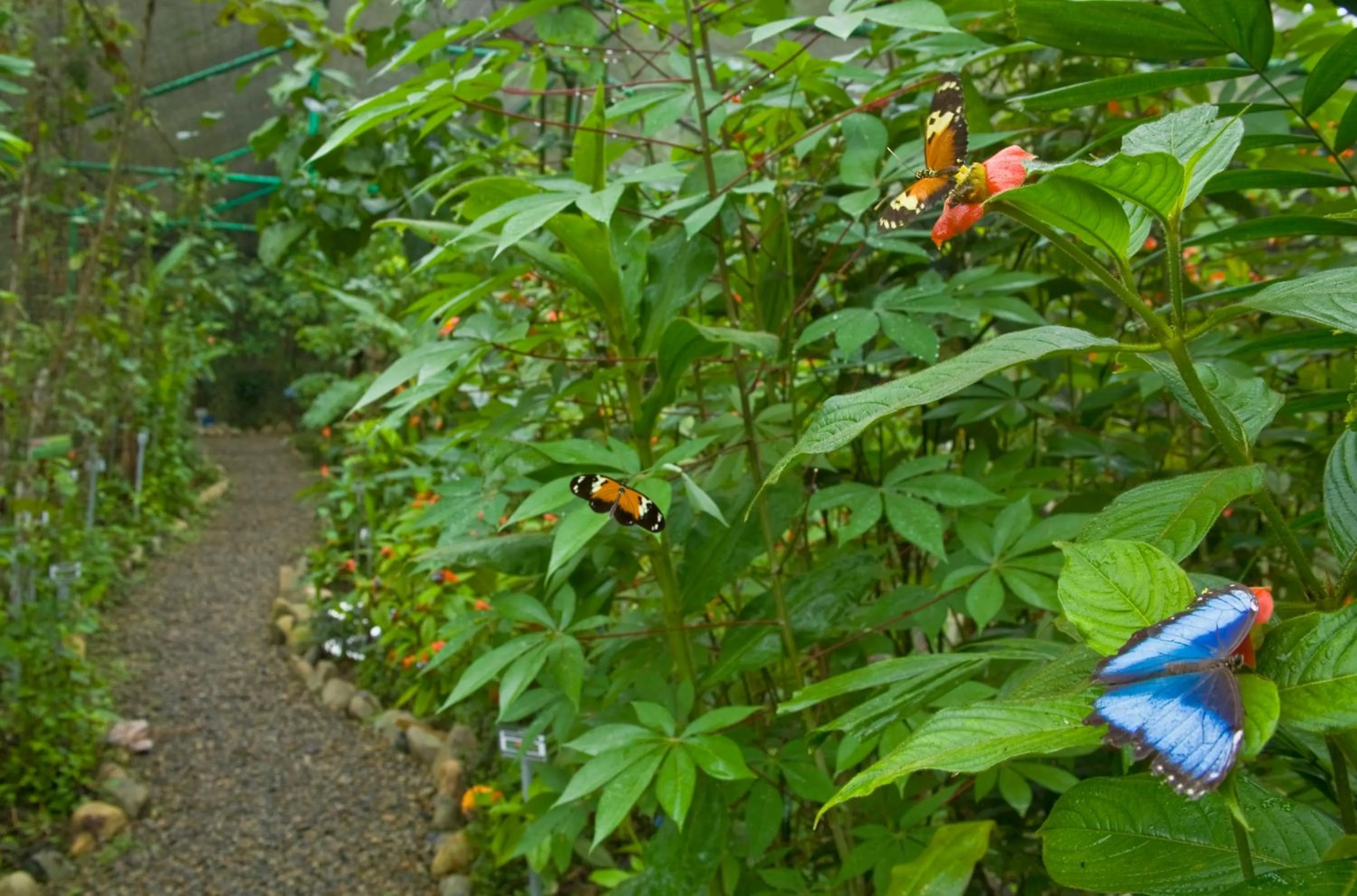 Other in Gamboa Rainforest Reserve