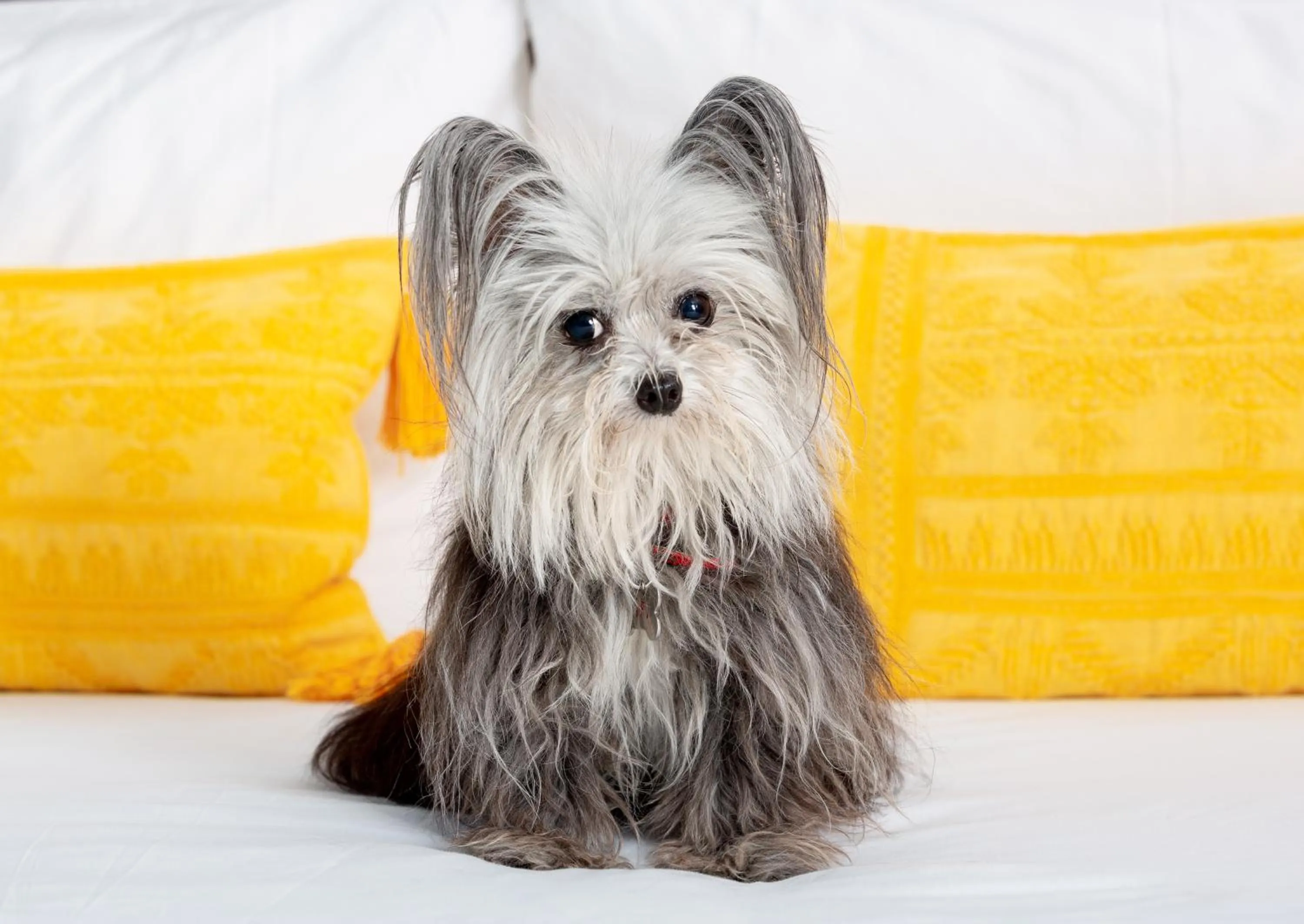 Pets in The Panoramic By Xperience Hotels