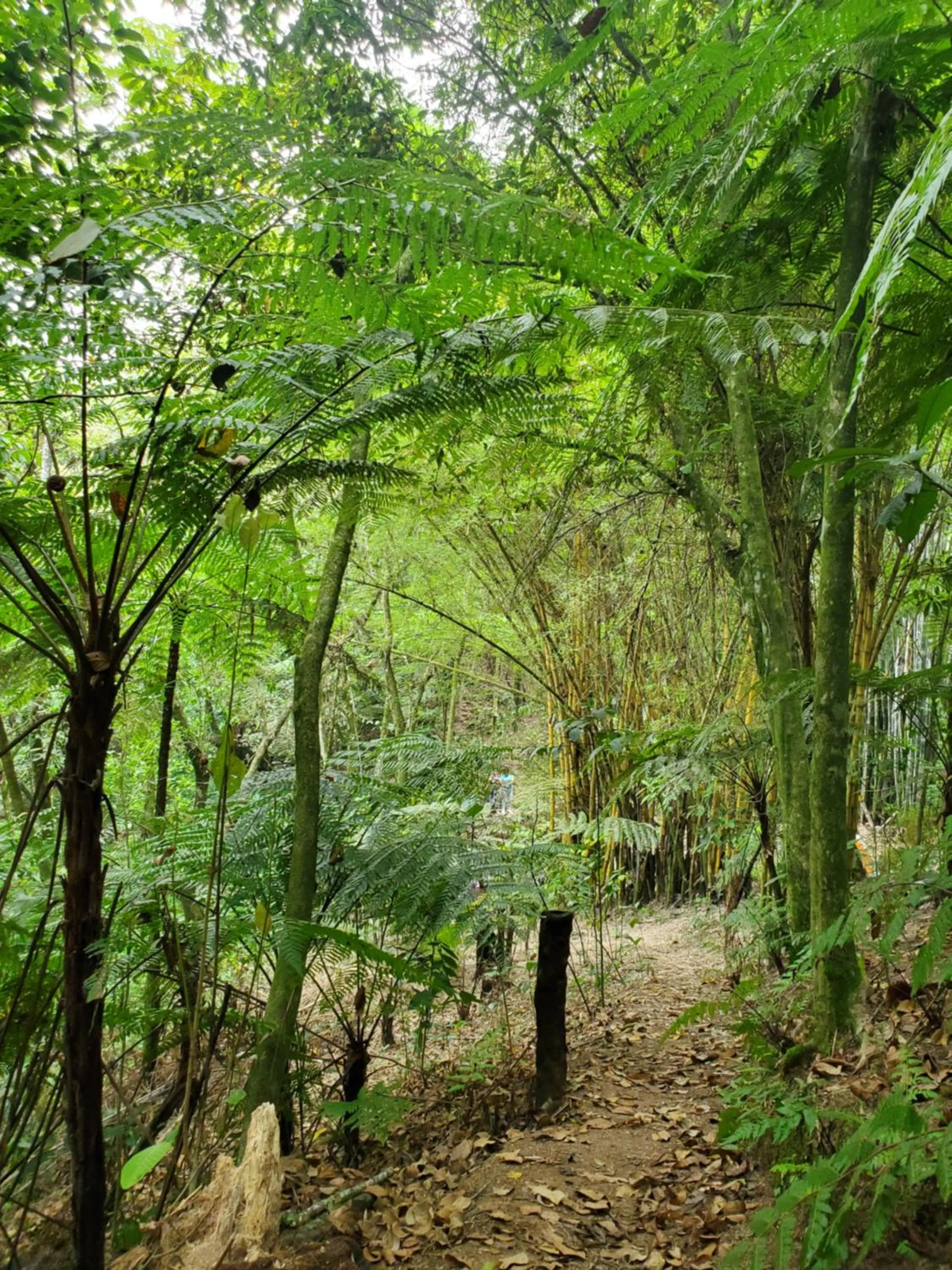 Hospedaje Totalmanik