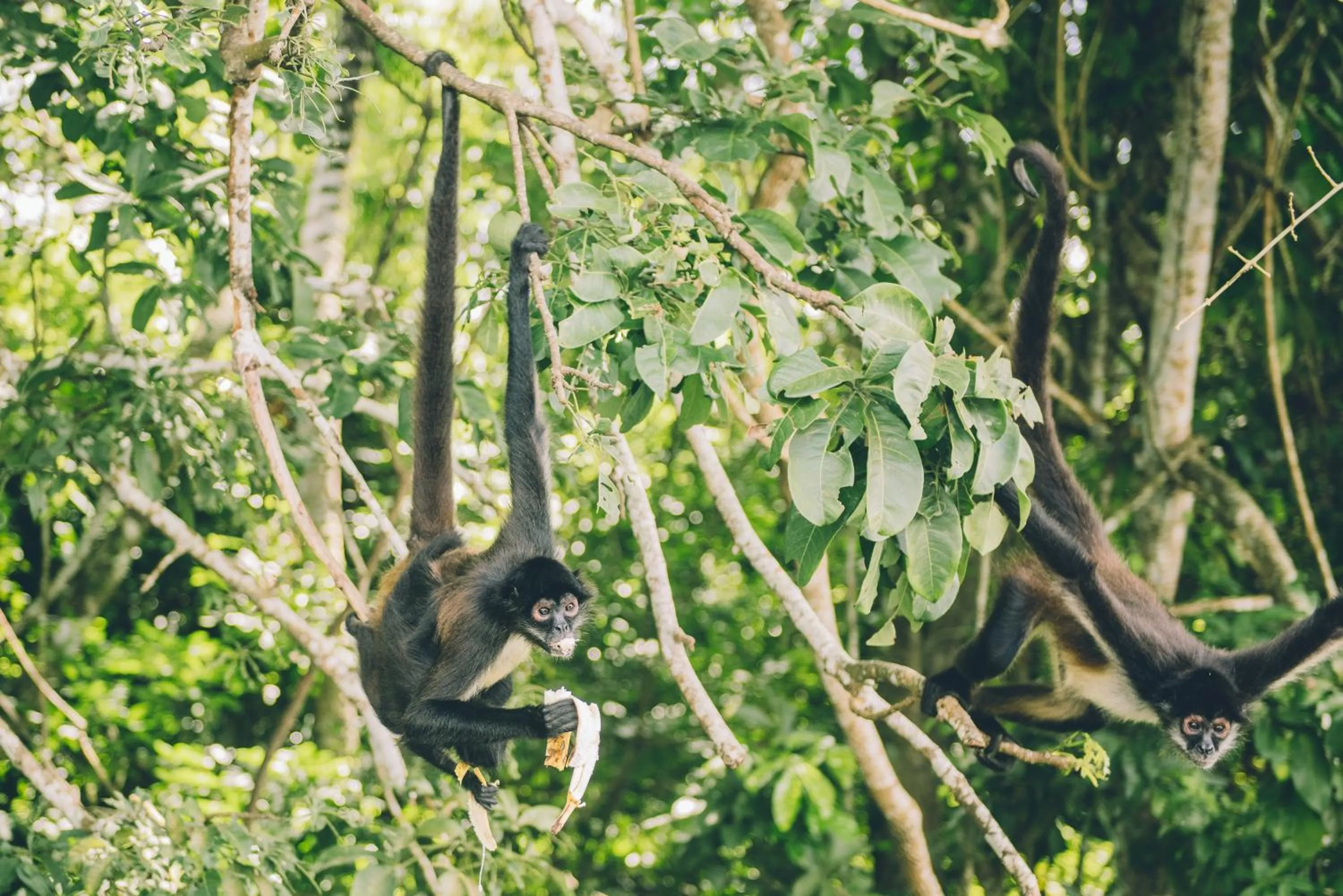 Animals in Las Lagunas Boutique Hotel
