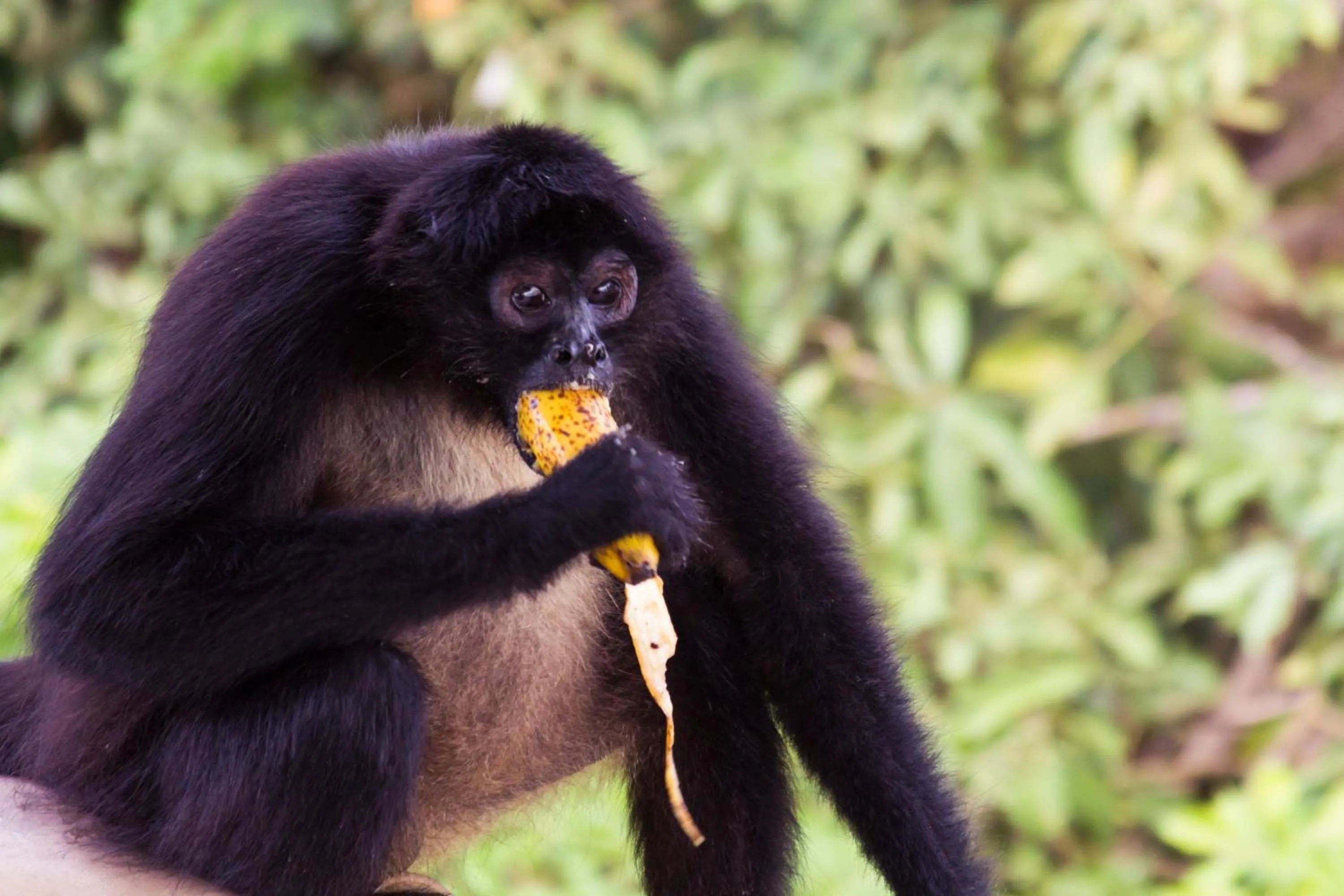 Animals in Las Lagunas Boutique Hotel