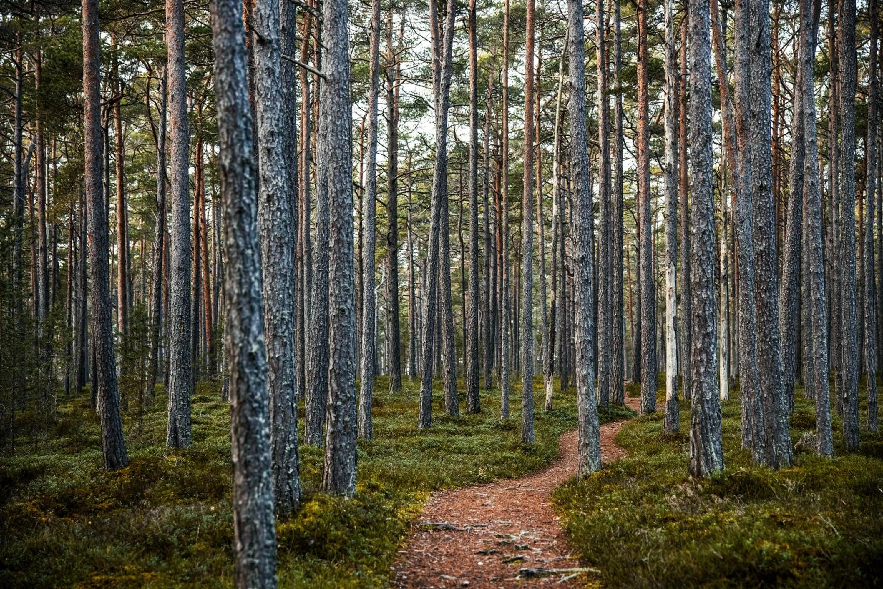 Natural landscape in Sandhamn Seglarhotell