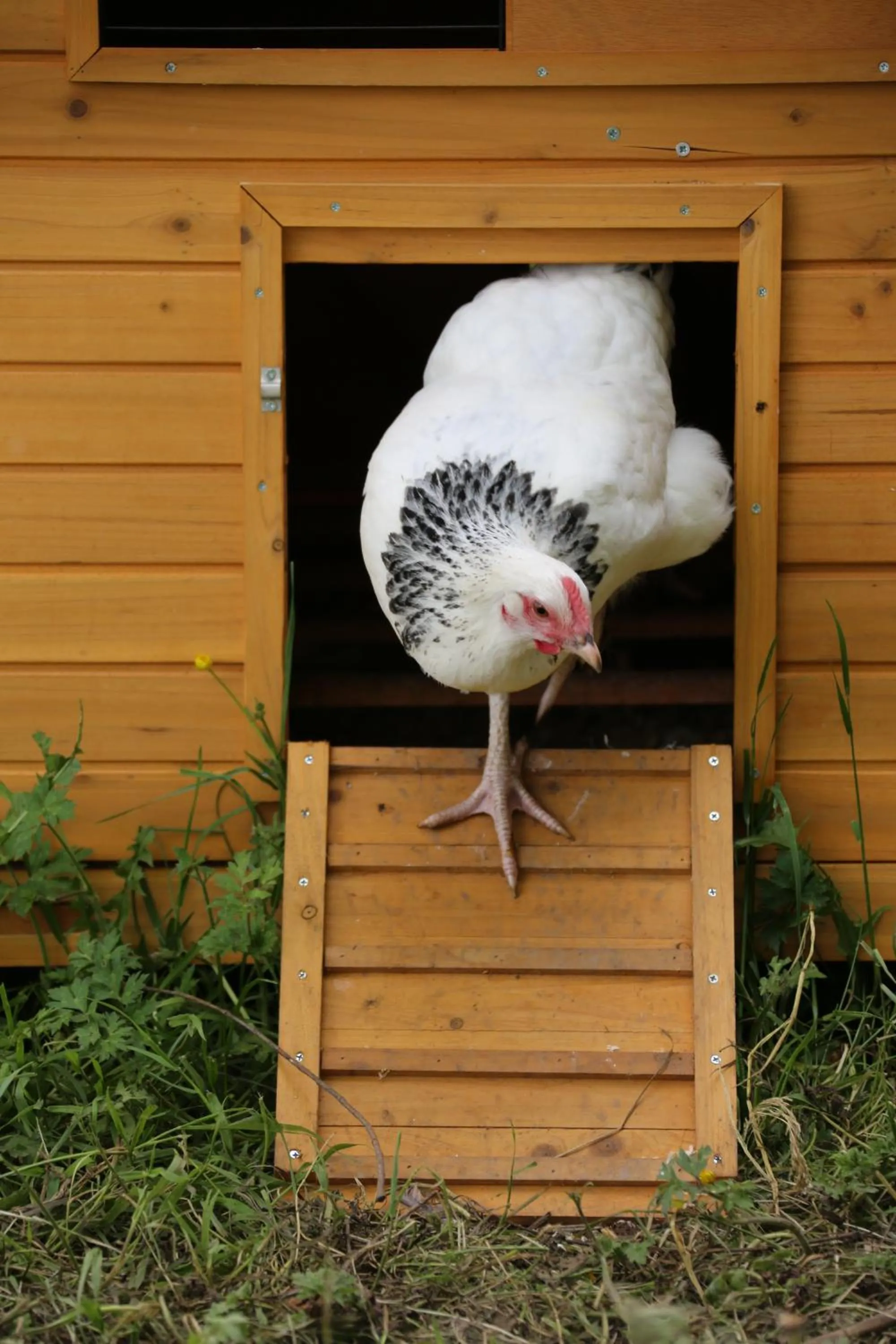 Animals in The Old Mill Bed and Breakfast