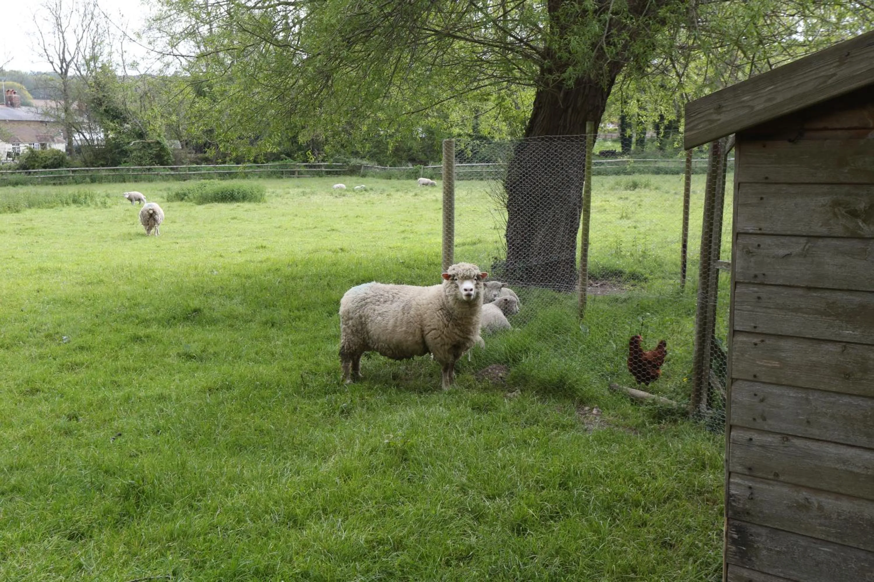Animals in The Old Mill Bed and Breakfast