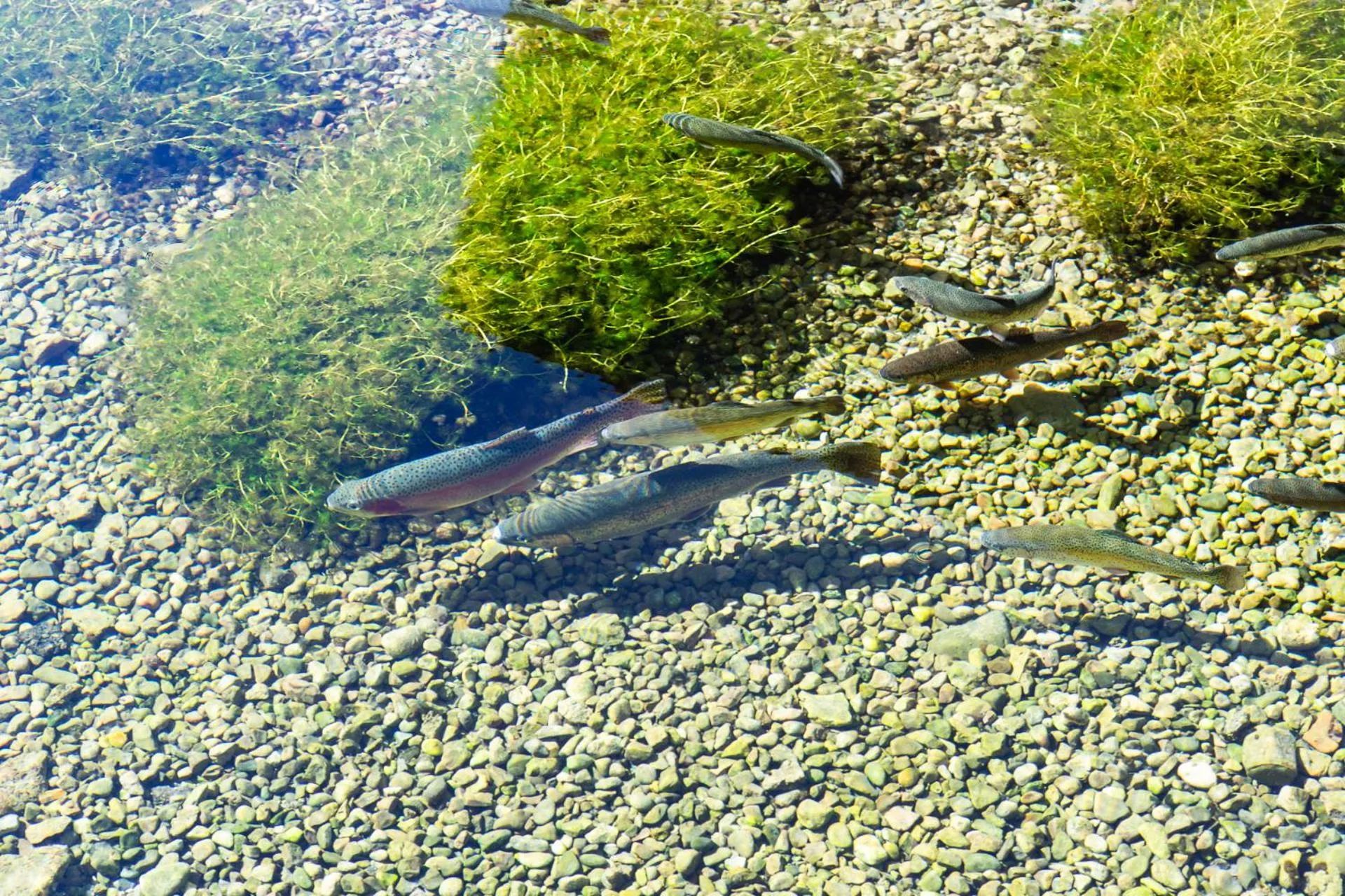 Garden view in DEVA Hotel-Restaurant Fischerwirt inklusive Chiemgau Card