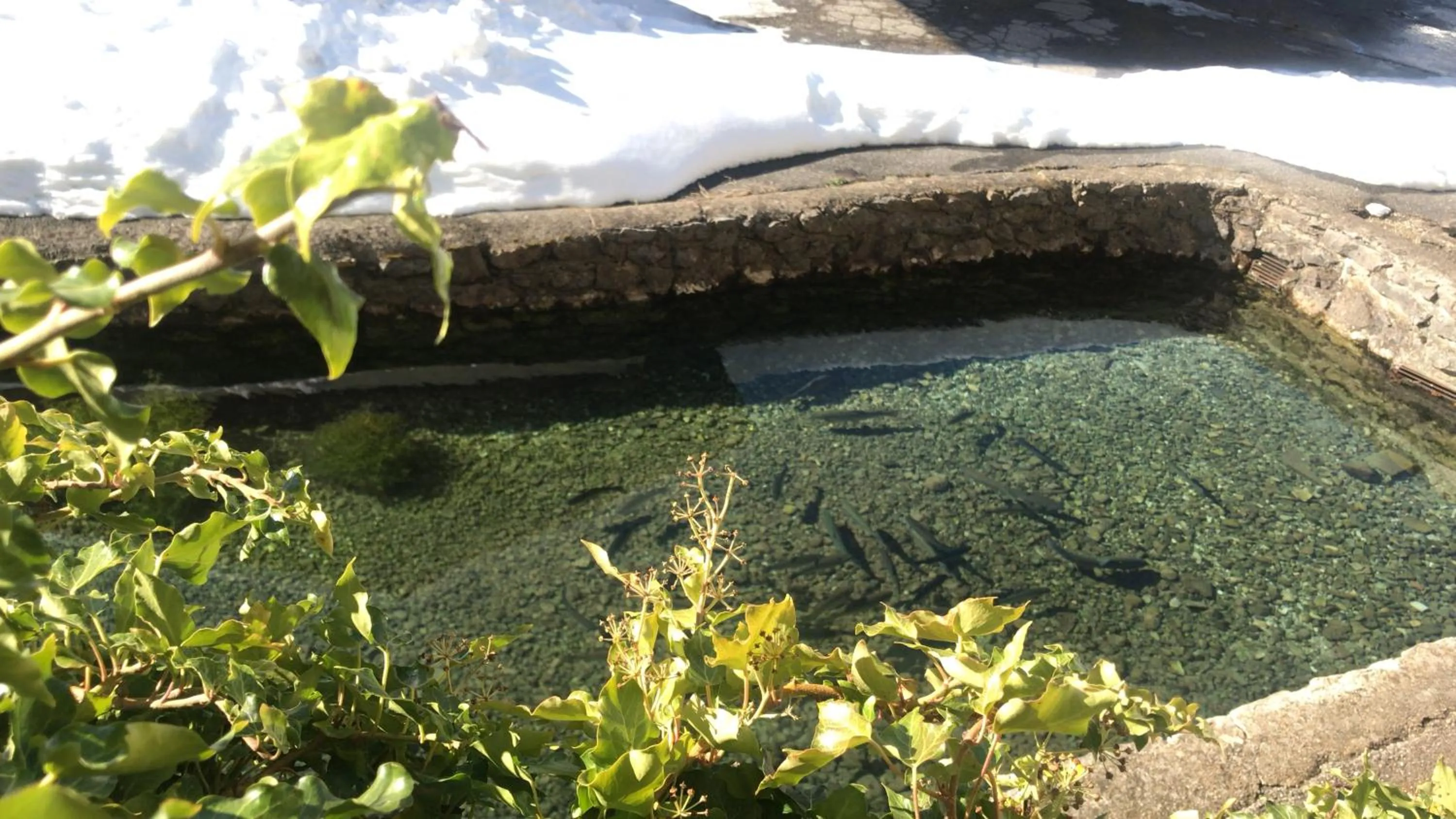 Garden in DEVA Hotel-Restaurant Fischerwirt inklusive Chiemgau Card