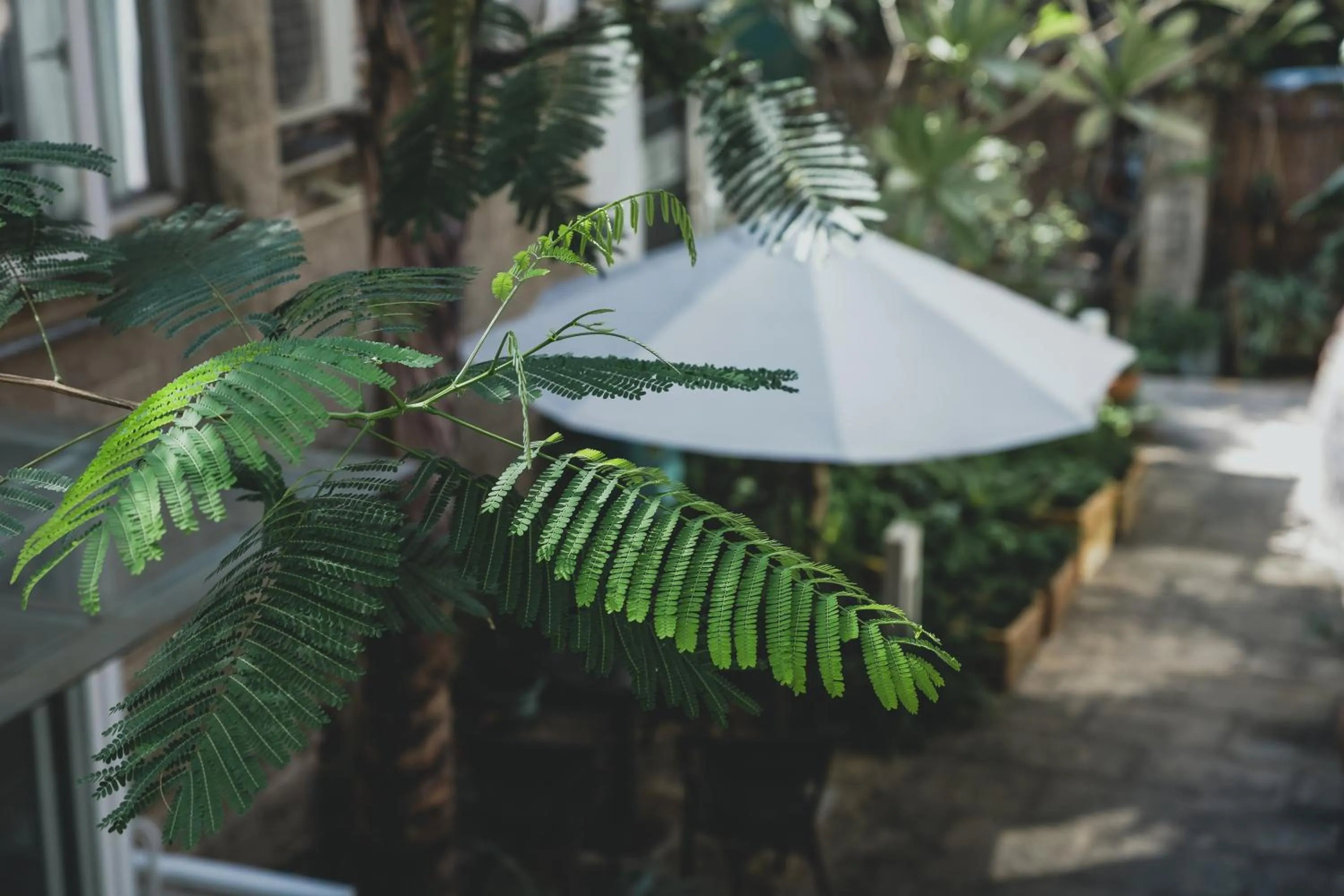 Day in 6號花園別墅酒店 Shenzhen No'6 Garden Villa --French Window with garden view,Close to Sea World &Shekou Ferry Port &K11 Ecoast &Subway Nearby ,Offer Western food and coffee &English speaking with tour services