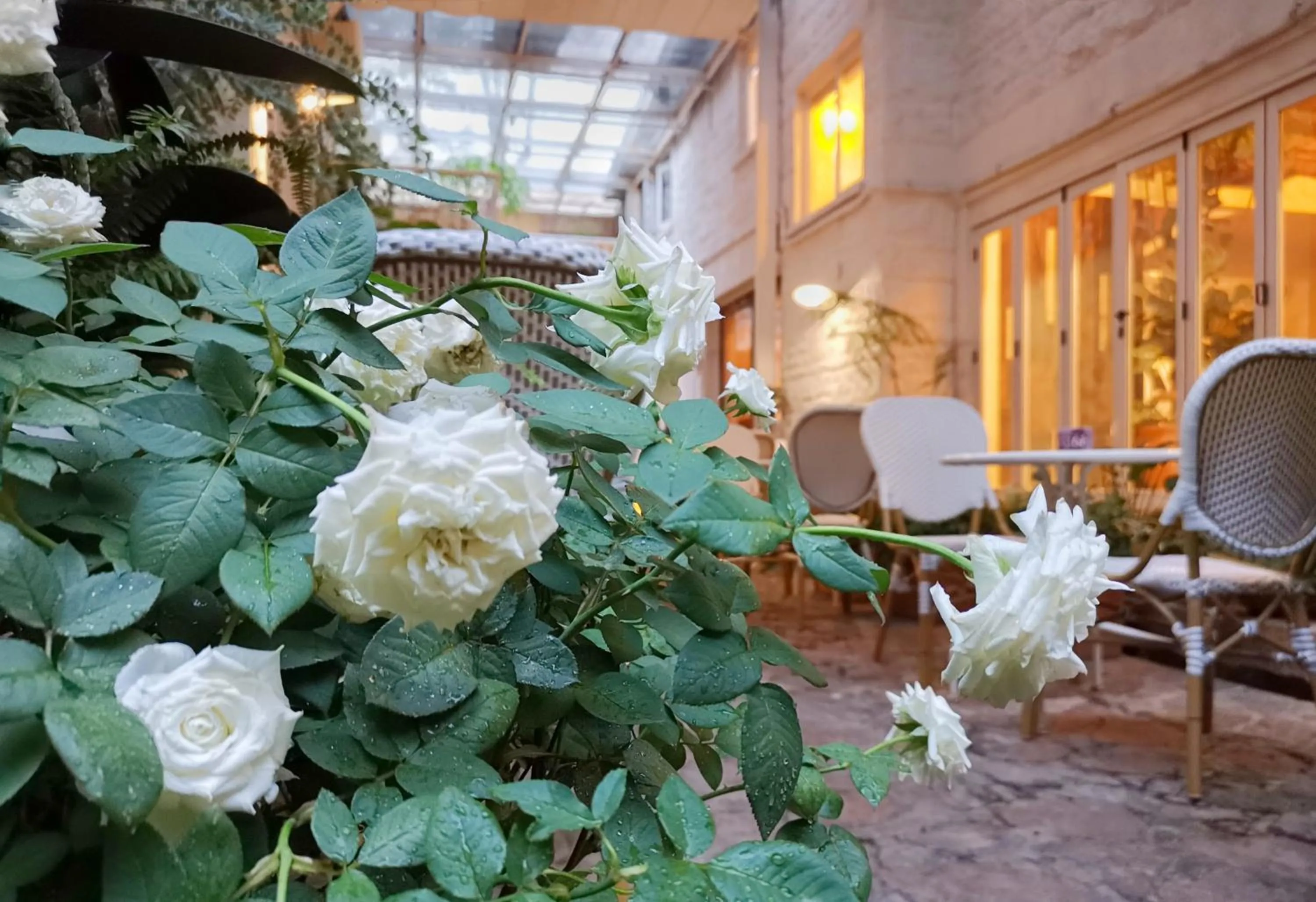 Restaurant/places to eat in 6號花園別墅酒店 Shenzhen No'6 Garden Villa --French Window with garden view,Close to Sea World &Shekou Ferry Port &K11 Ecoast &Subway Nearby ,Offer Western food and coffee &English speaking with tour services