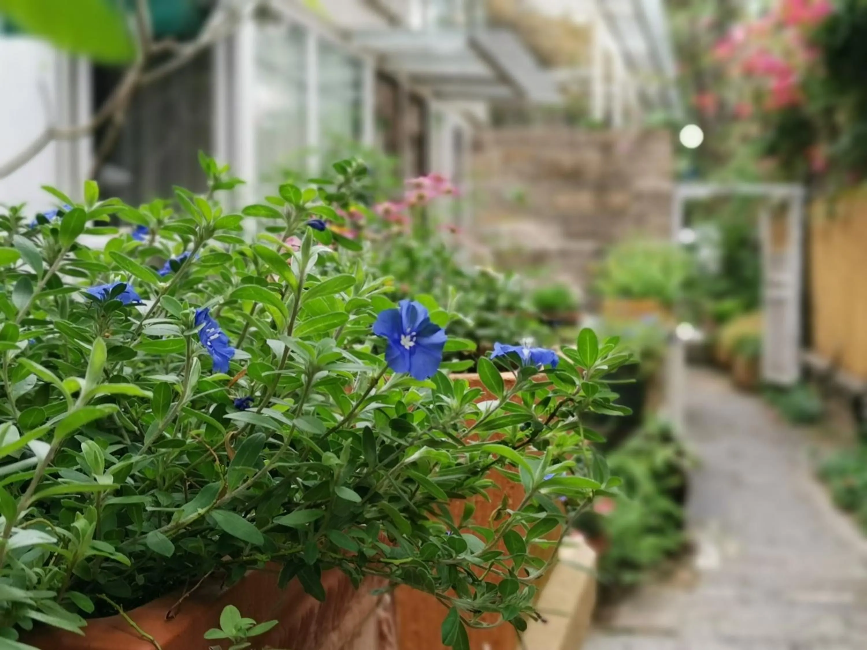 Garden view in 6號花園別墅酒店 Shenzhen No'6 Garden Villa --French Window with garden view,Close to Sea World &Shekou Ferry Port &K11 Ecoast &Subway Nearby ,Offer Western food and coffee &English speaking with tour services