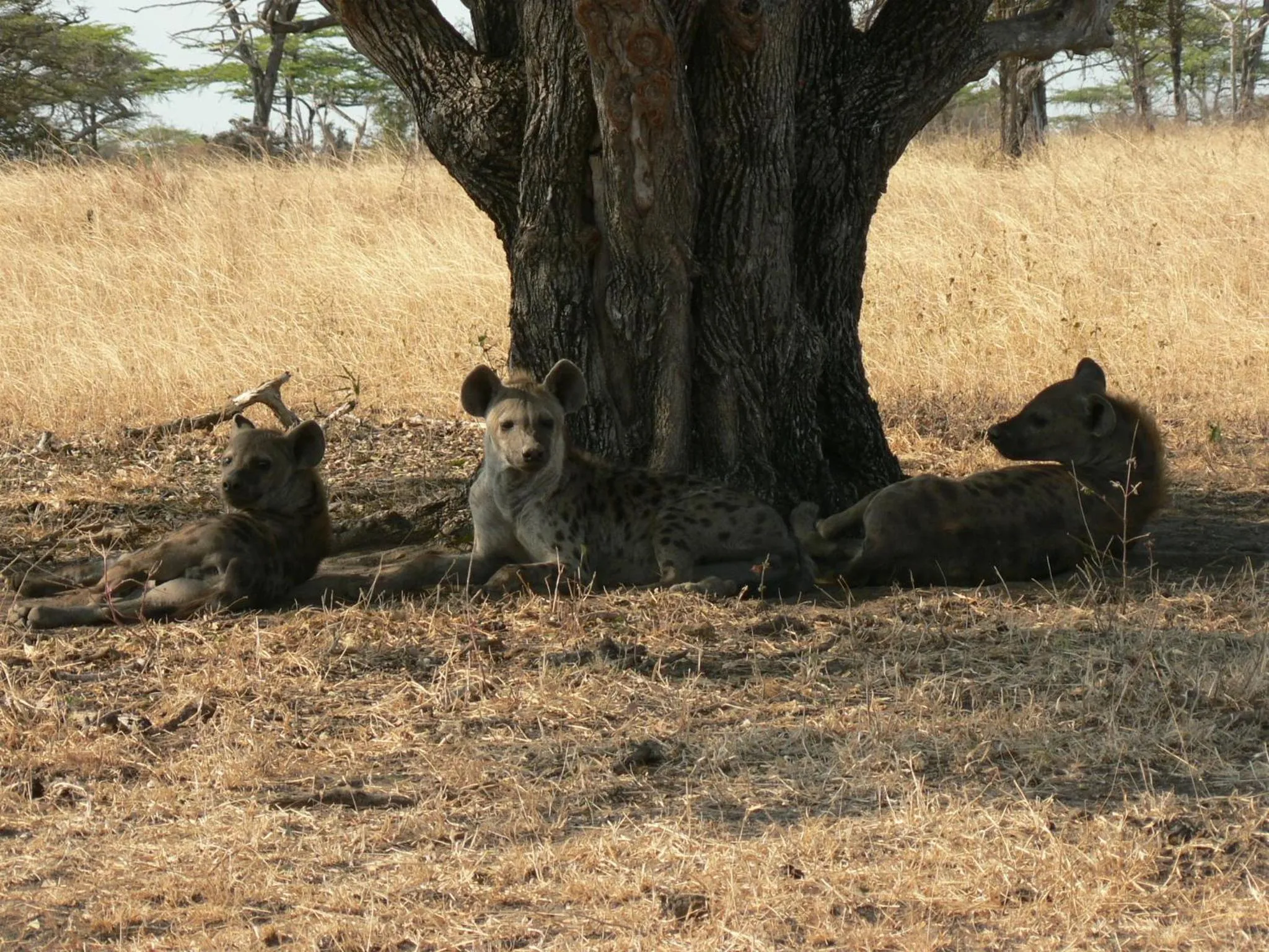 Animals in Sable Mountain Lodge, A Tent with a View Safaris