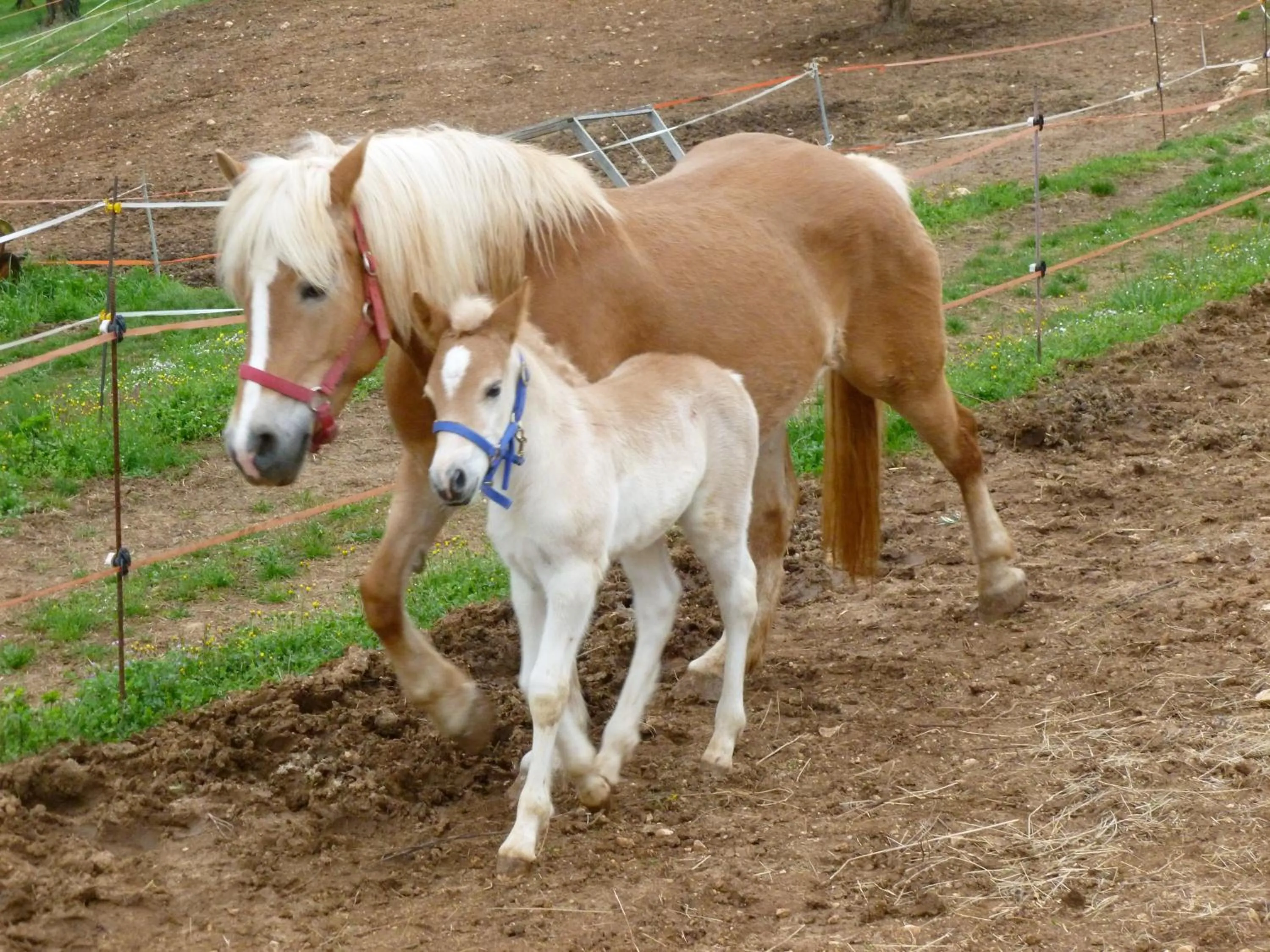 Horse-riding in Agriturismo Casa Rosa
