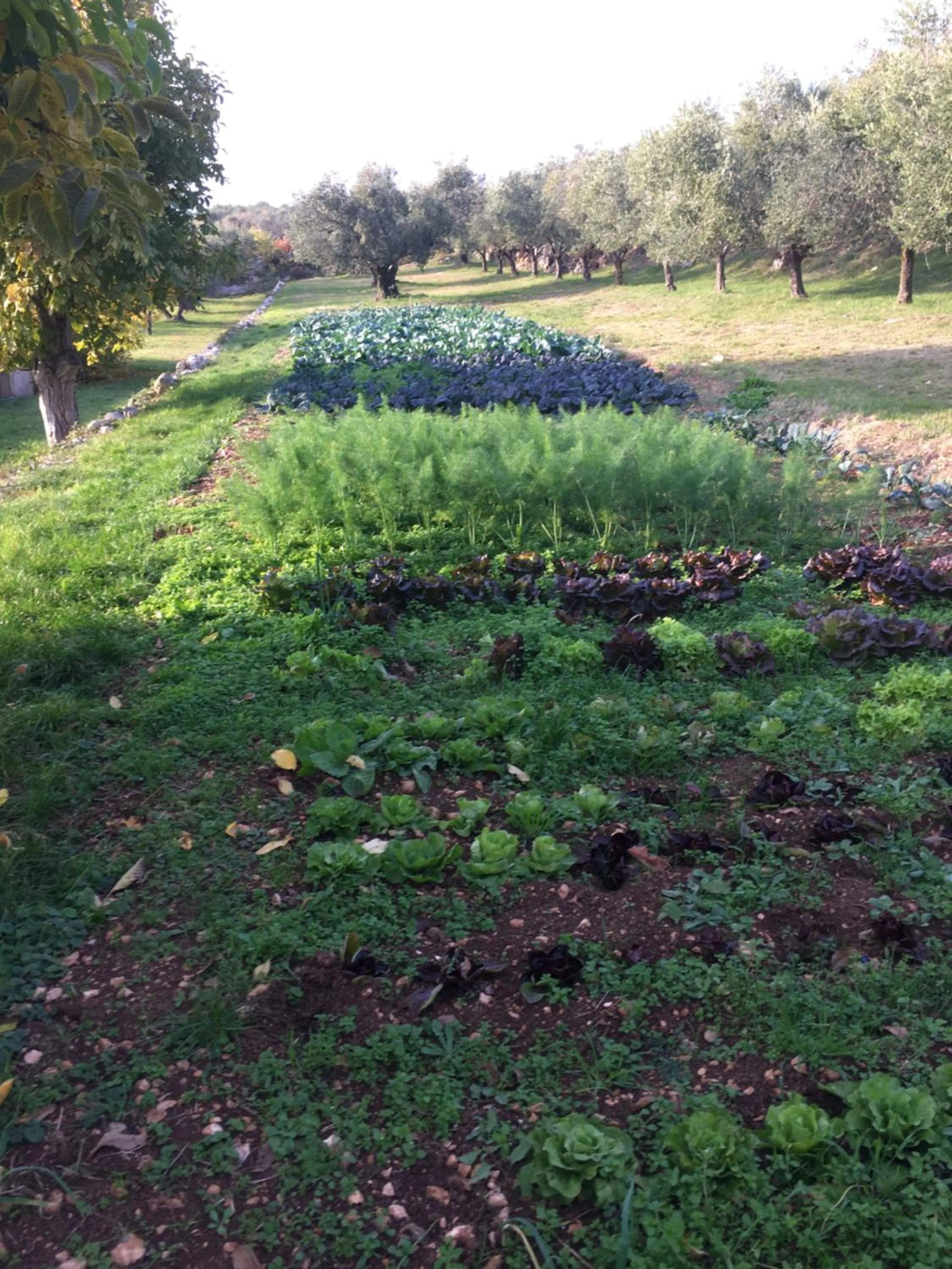 Other in Agriturismo Casa Rosa