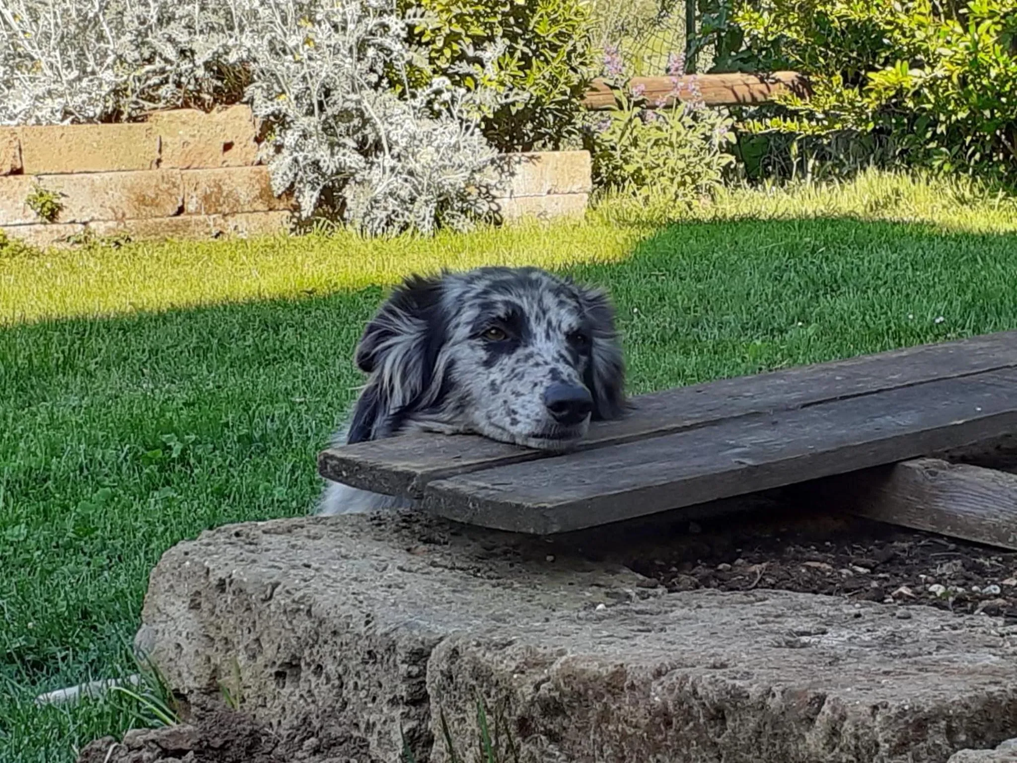 Animals in Agriturismo Casa Rosa