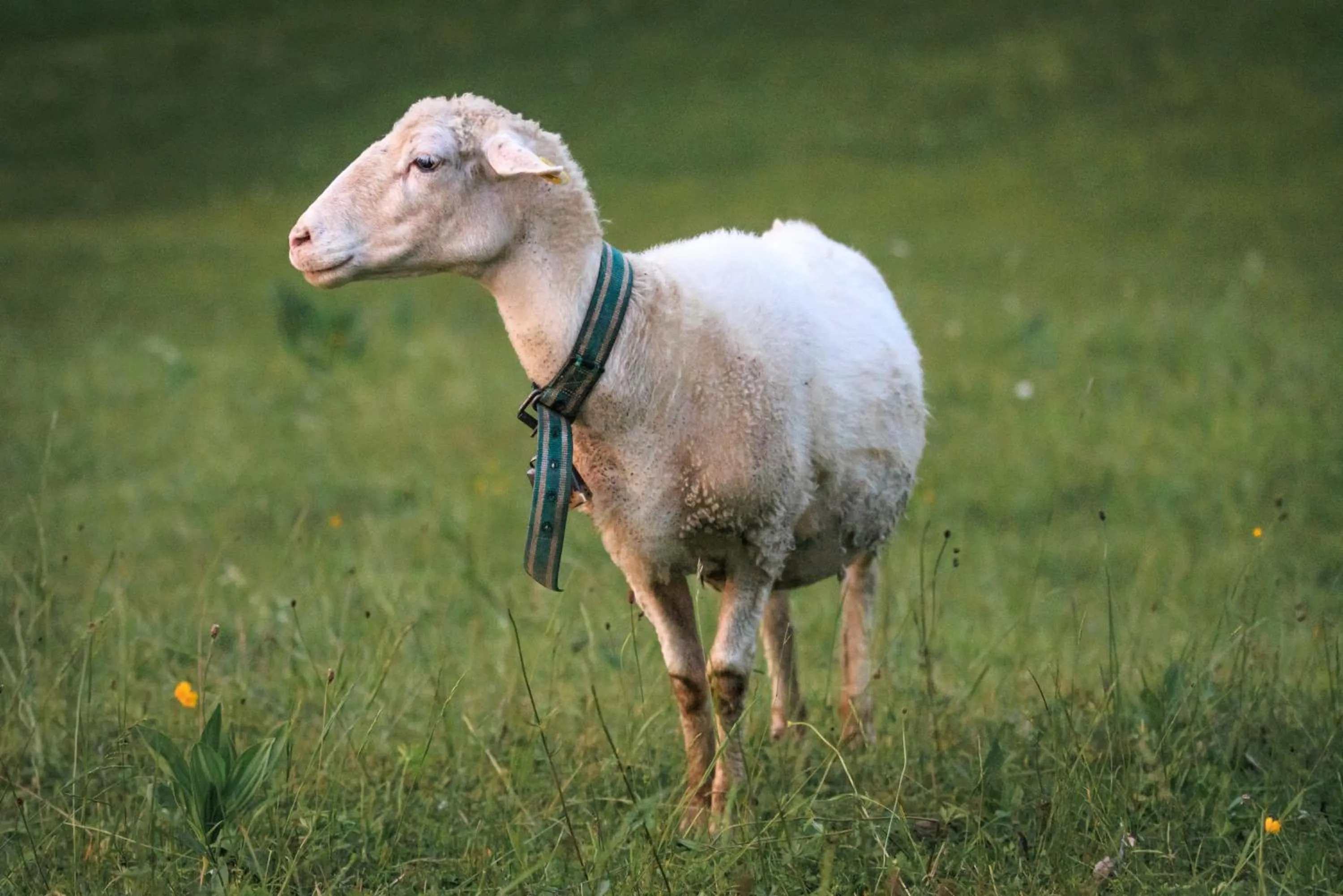 Nearby landmark in Alphotel Ettal