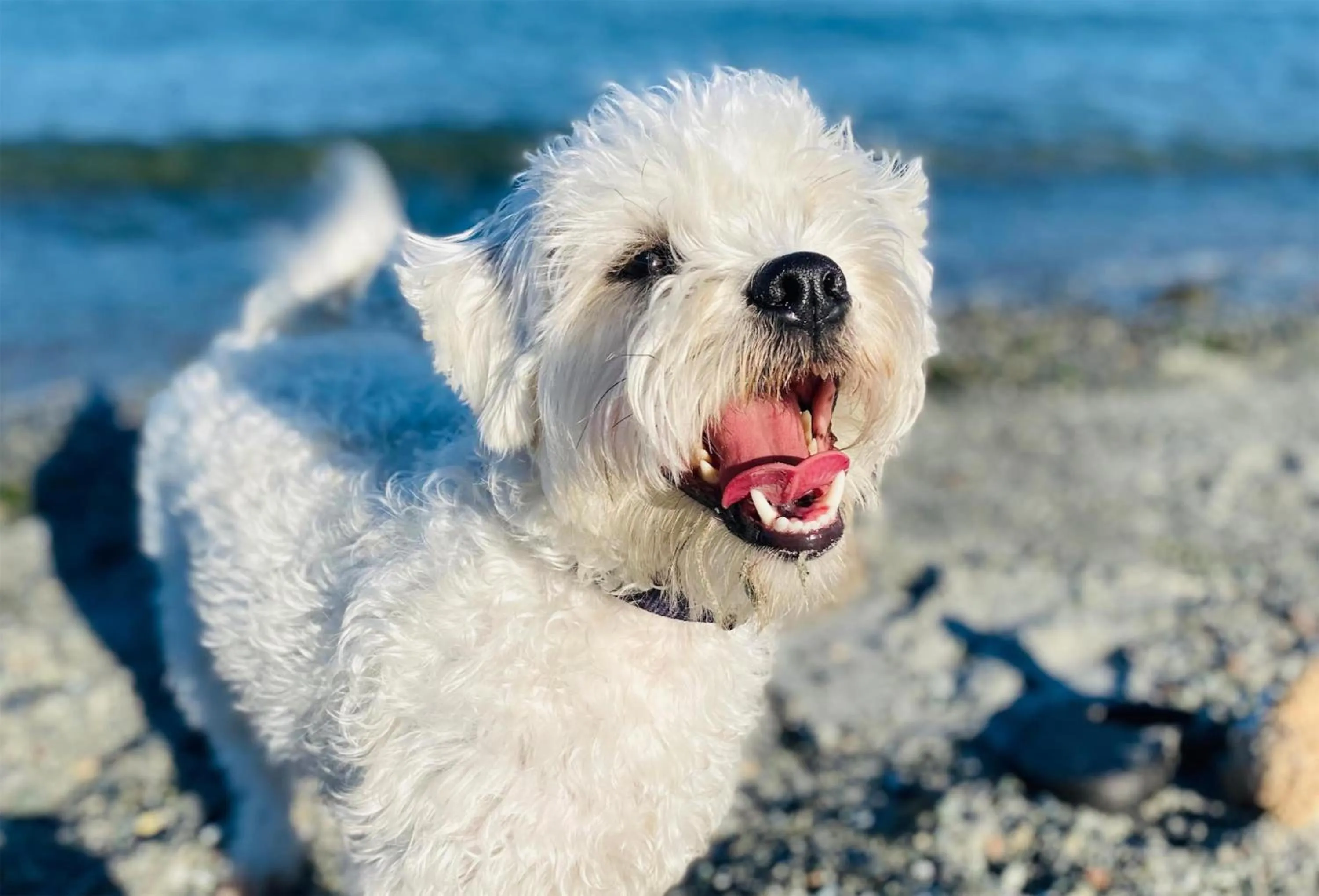 pet friendly in Coast Fort St John Hotel